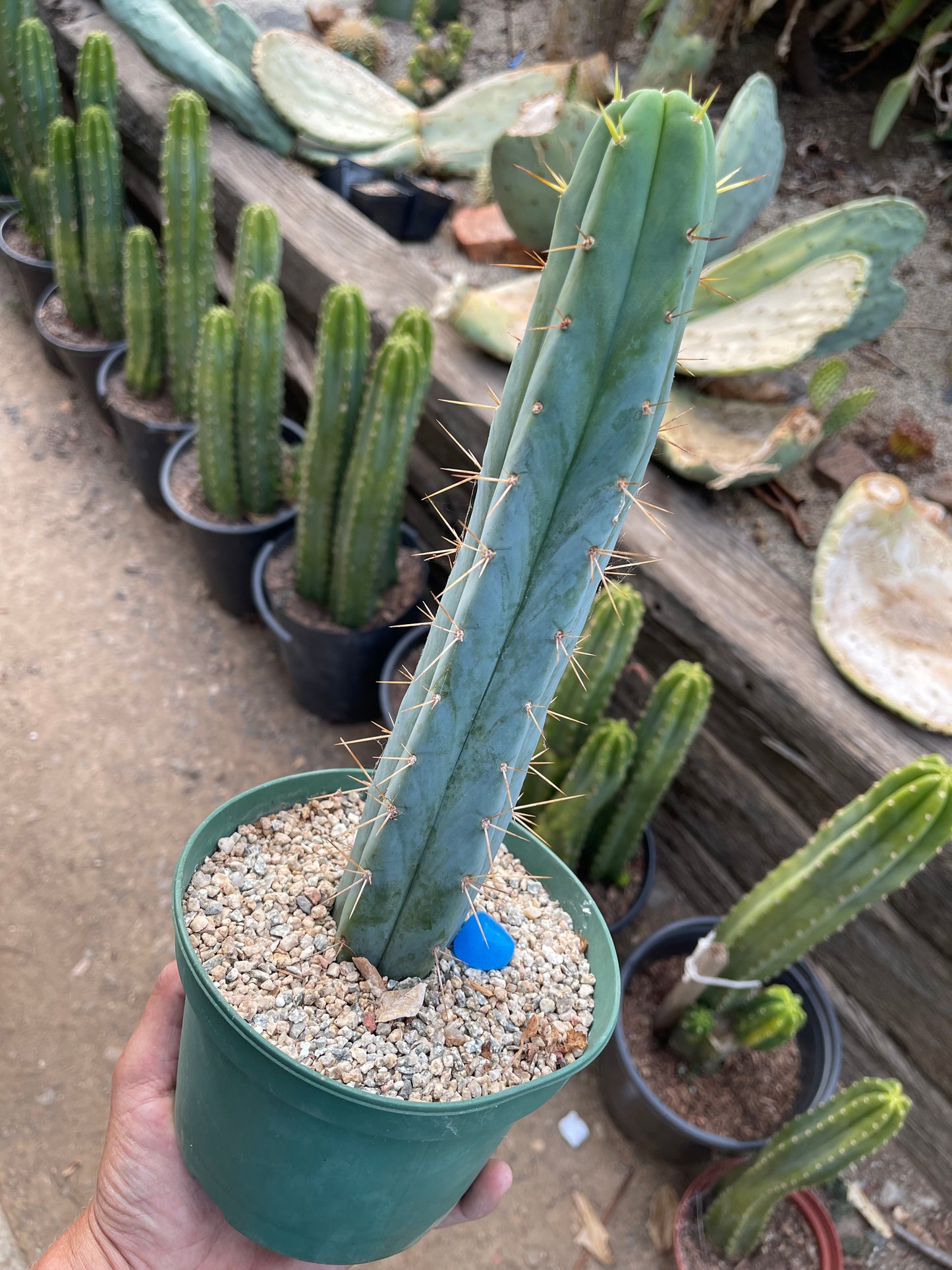 Trichocereus Bridgesii fully rooted