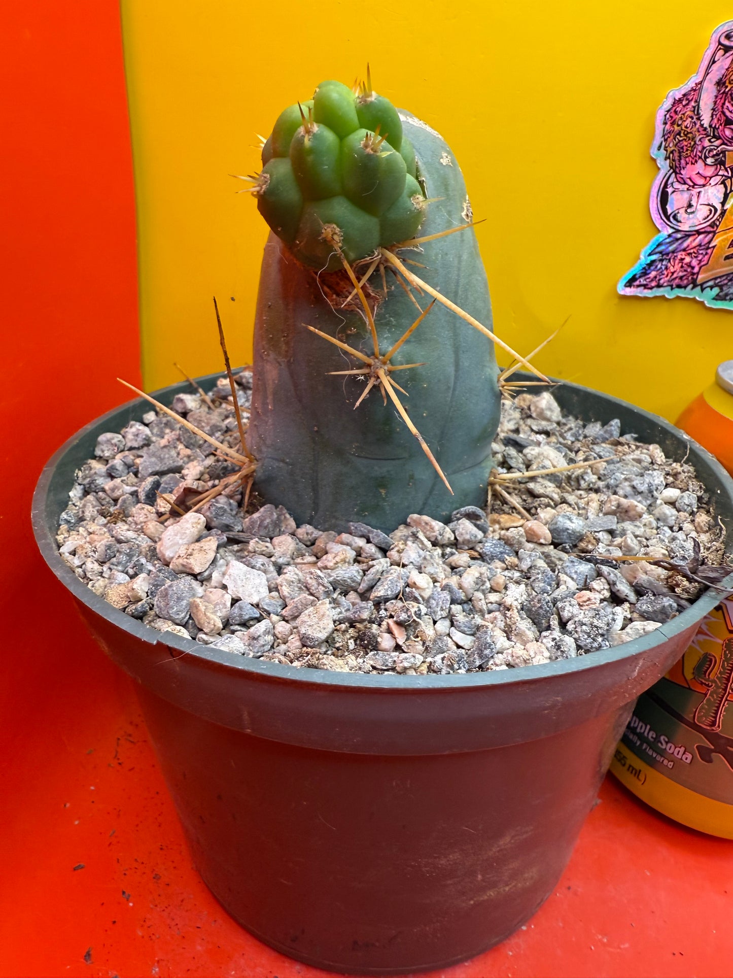 Big fat TBM in 6” wide pot