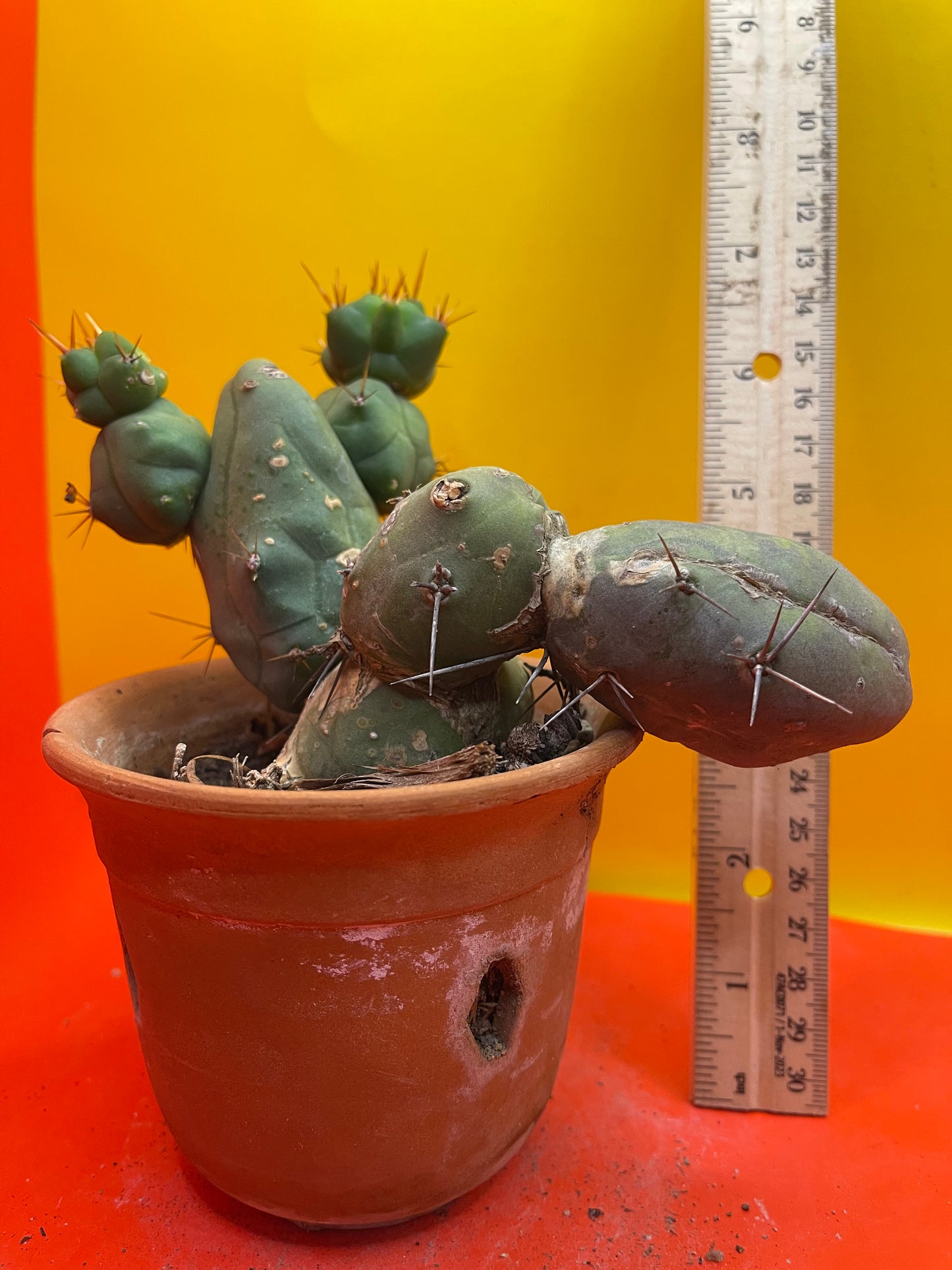 Monstrose cactus - - TBM shortform type b