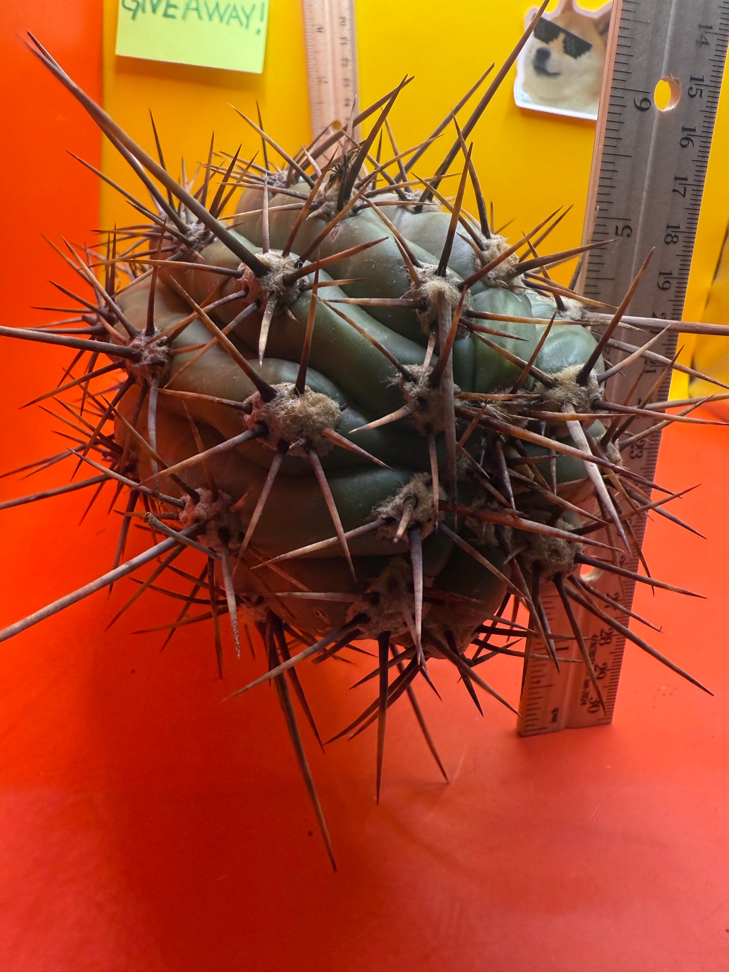 Tacaquirensis