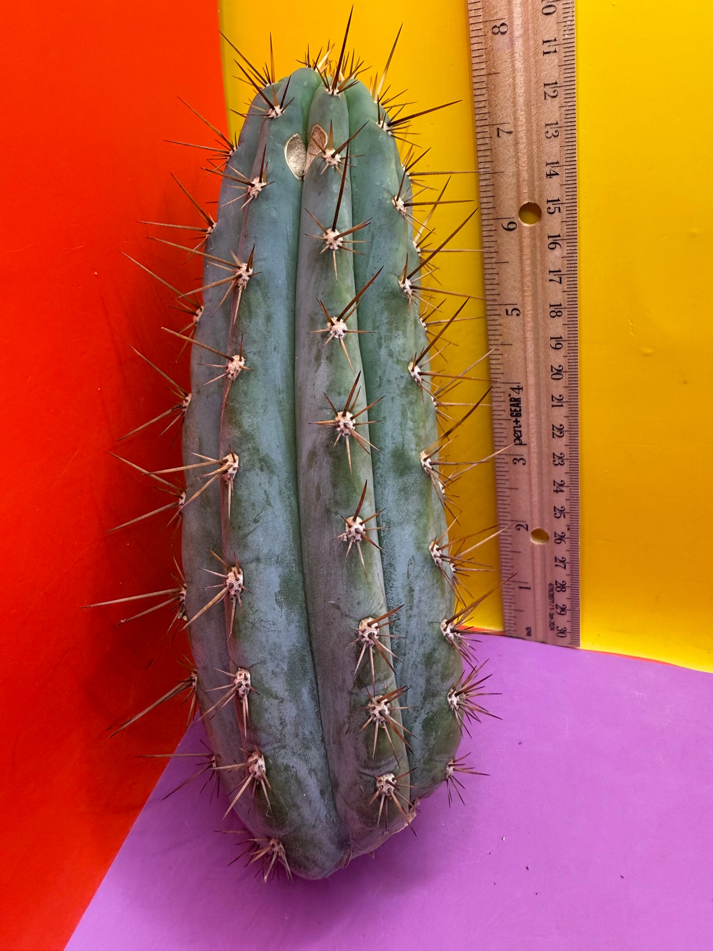 Trichocereus Matucana !