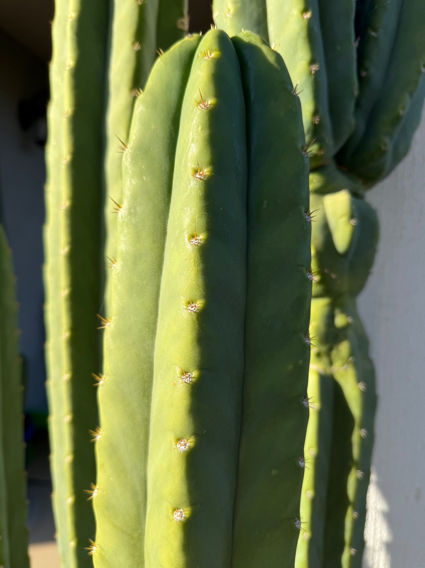 SAN Pedro Cactus Seeds - 100 !