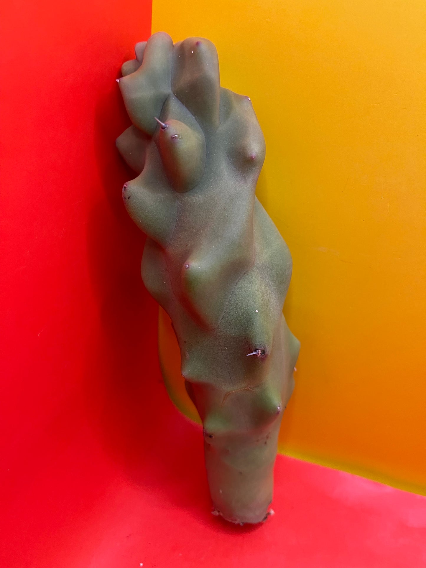 lophocereus schottii monstrose spiralis - Spiral form Totem ! 5”-7” cutting