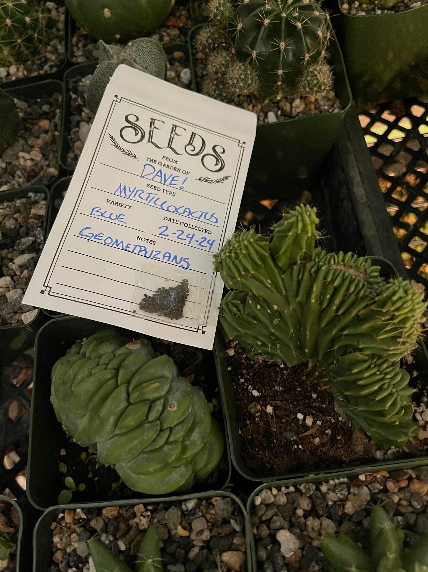 50 Myrtillocactus seeds for a buck !!! DAVES DOLLAR DAZE !!