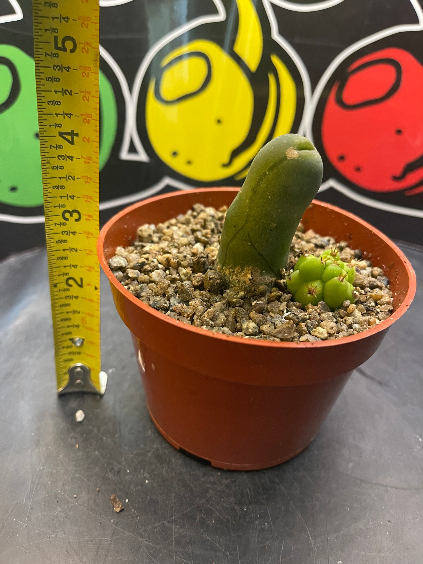 Tbm CACTUS !