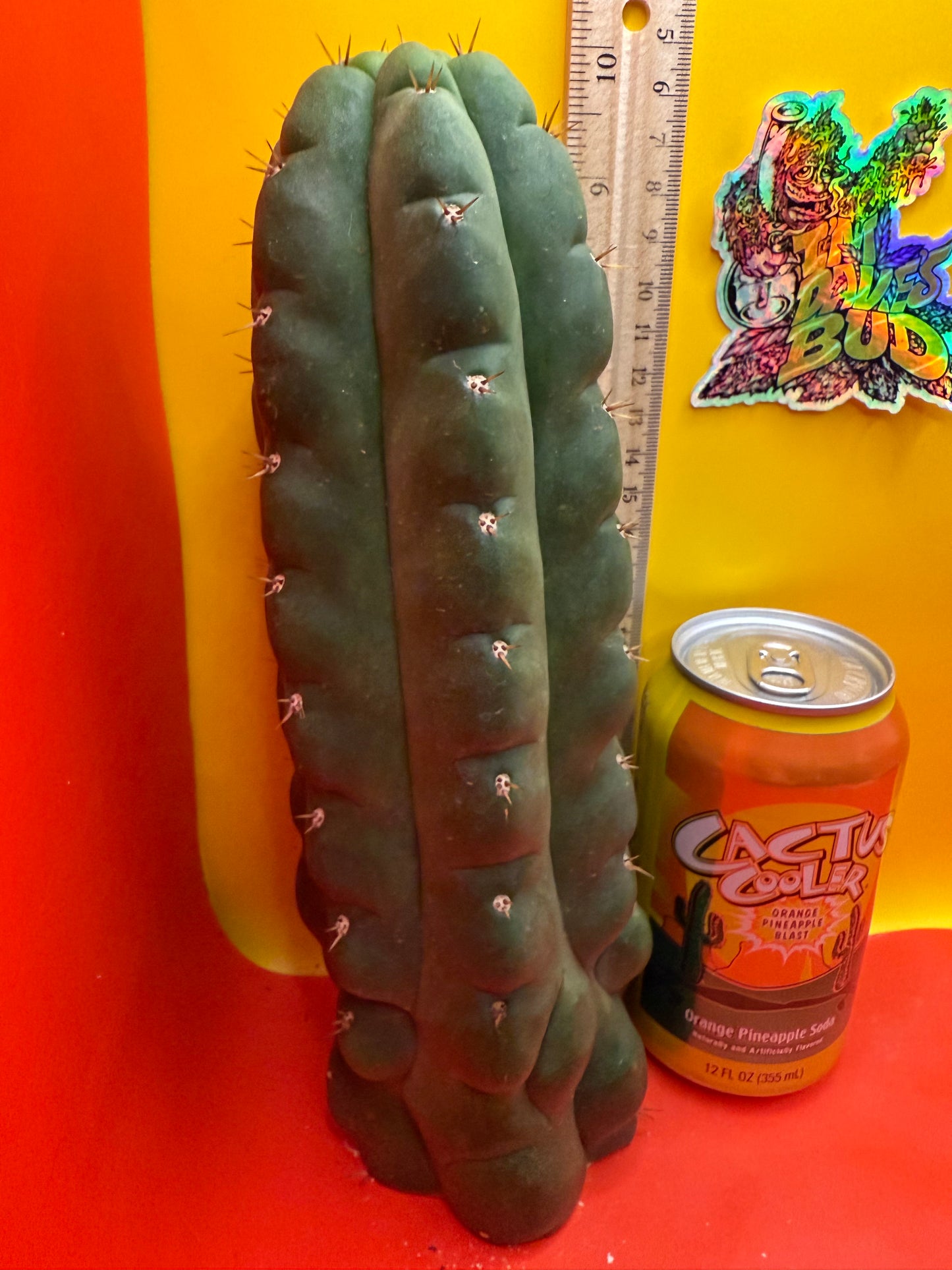 TPM ! Exact cactus