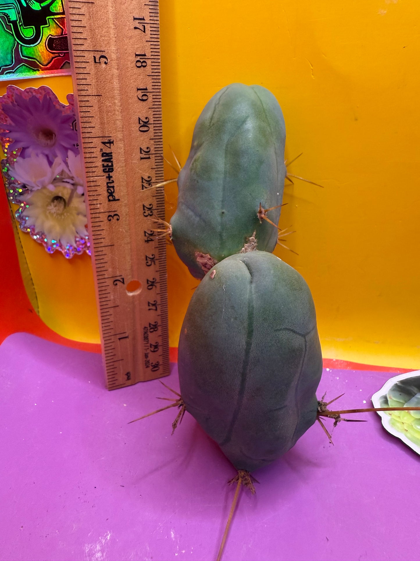 TBM !!!! Huge double segment cactus
