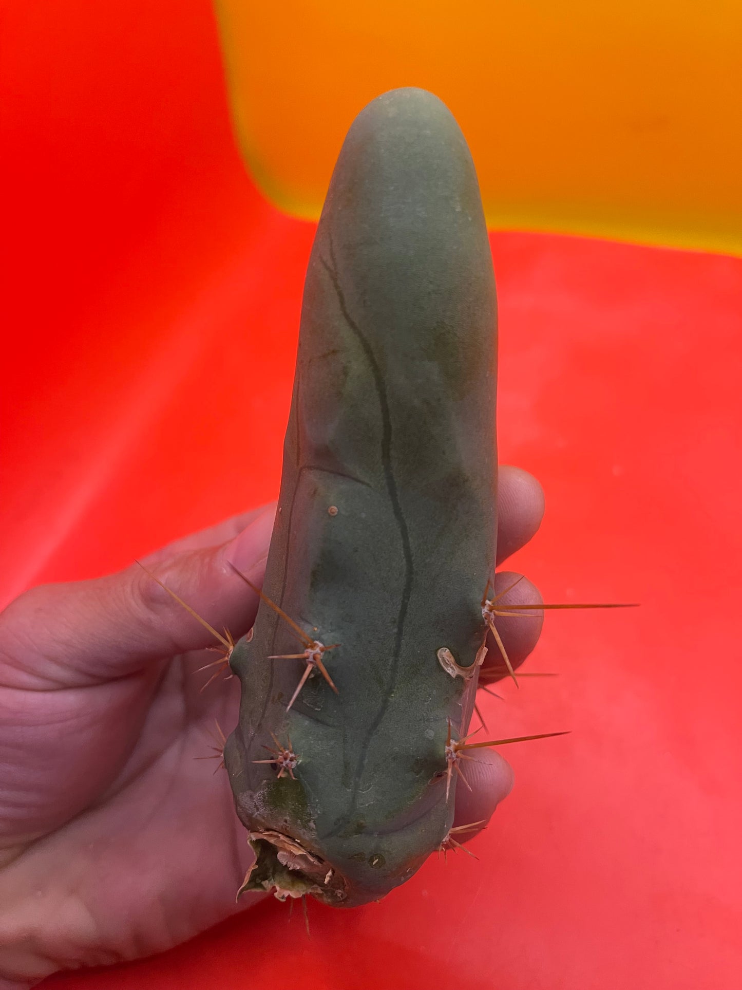 tbm CACTUS
