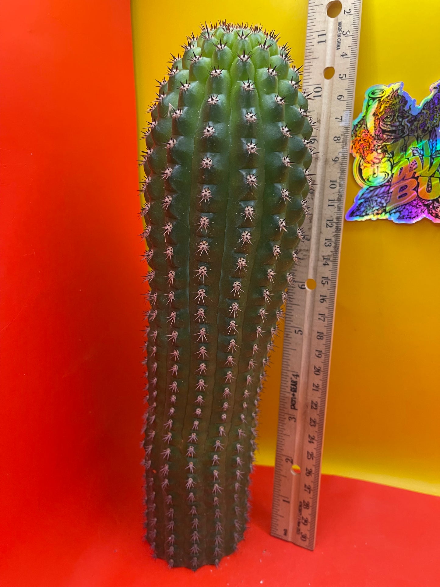 Trichocereus Brevispinulosus