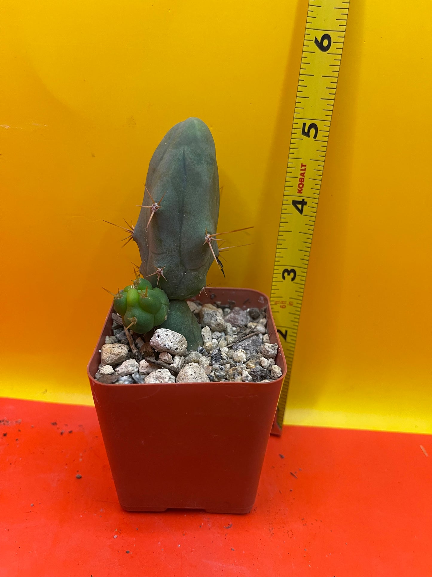 Tbm CACTUS comes in small pot