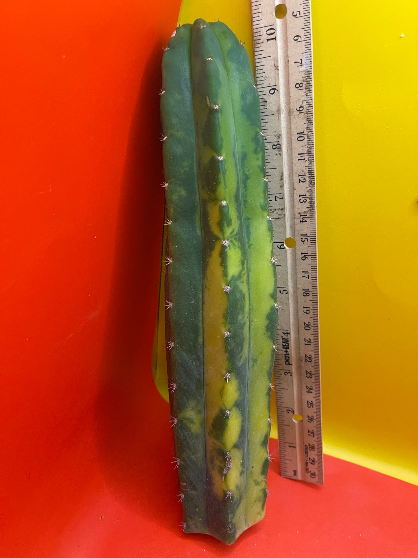 Variegated San Pedro Cactus !