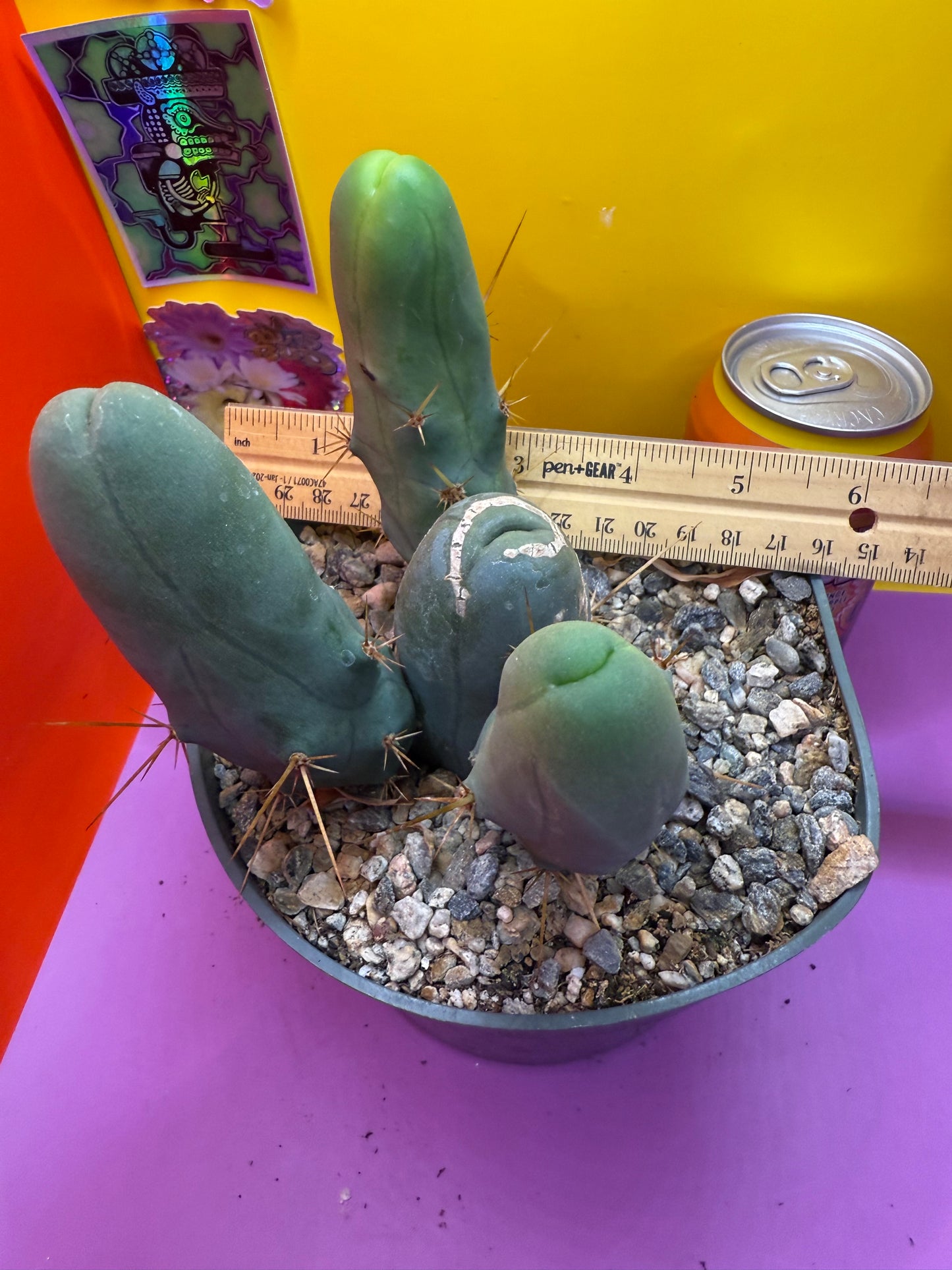 TBM potted cactus with 4 segments !!