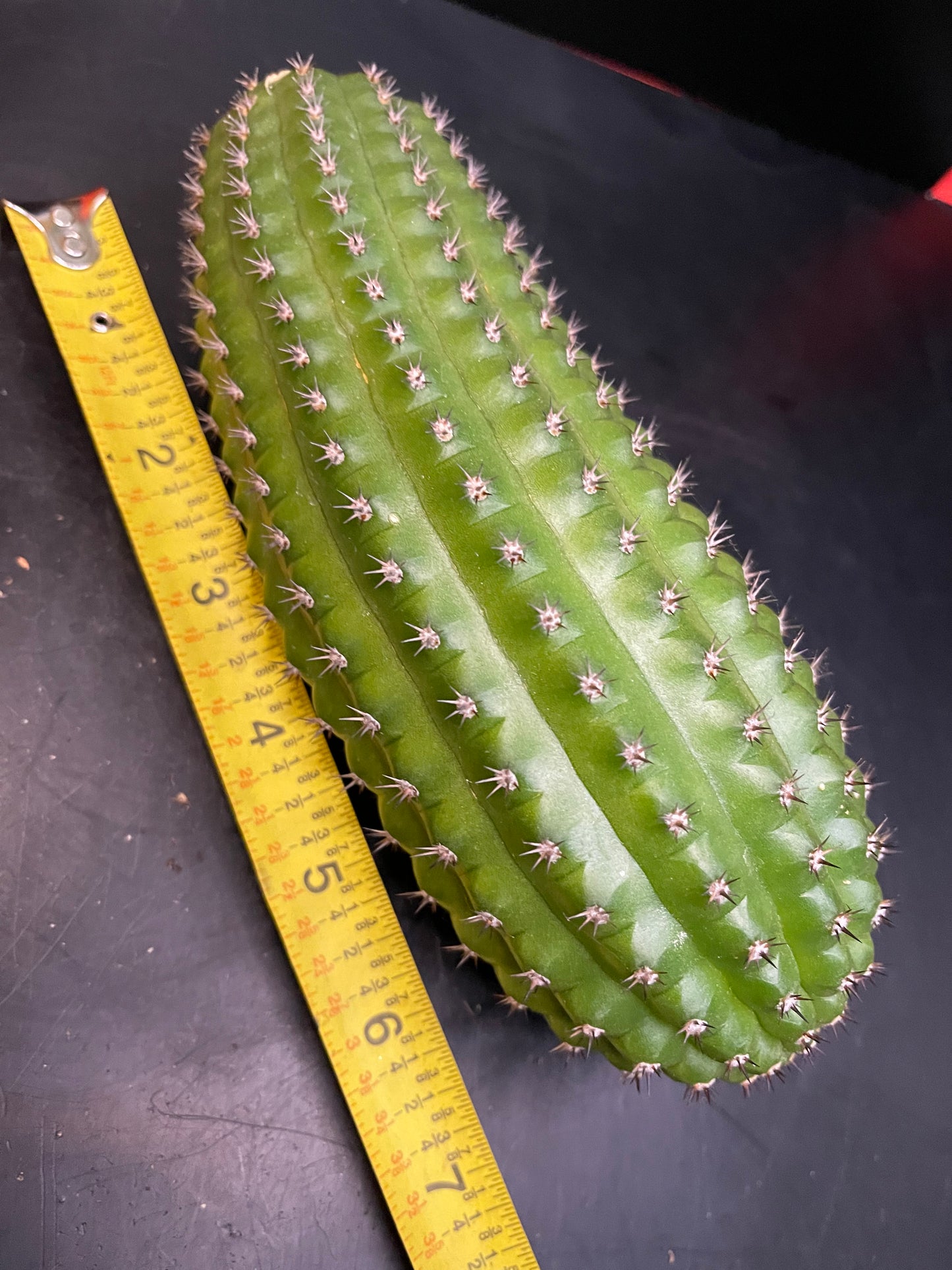 Trichocereus brevispinulosus