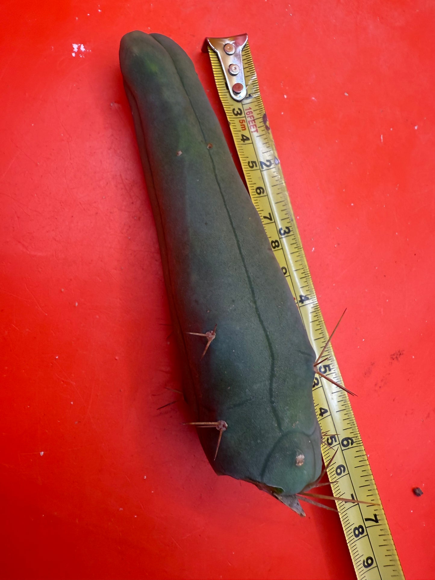 Long form with 10 healthy areole