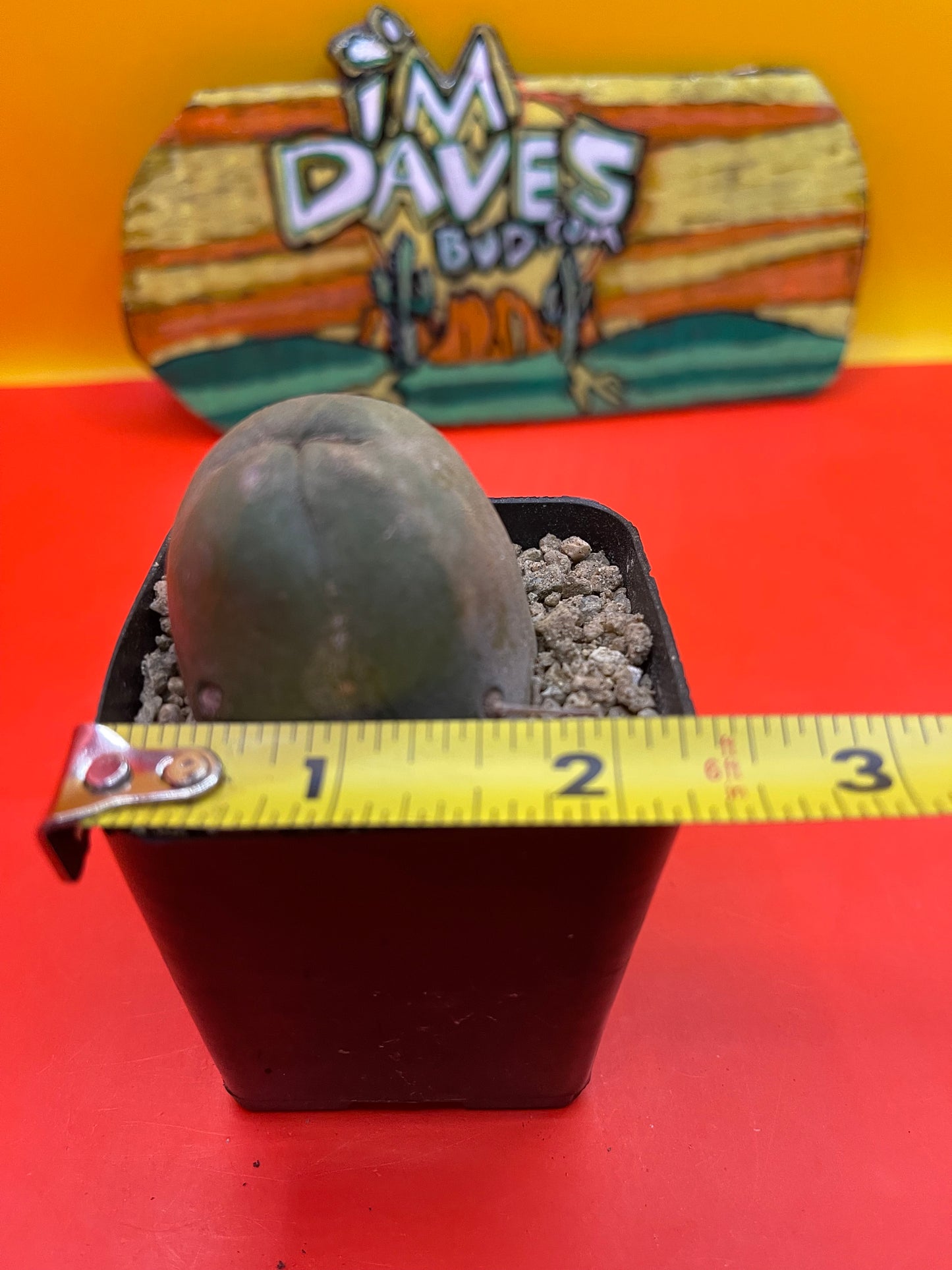 Tbm cactus !