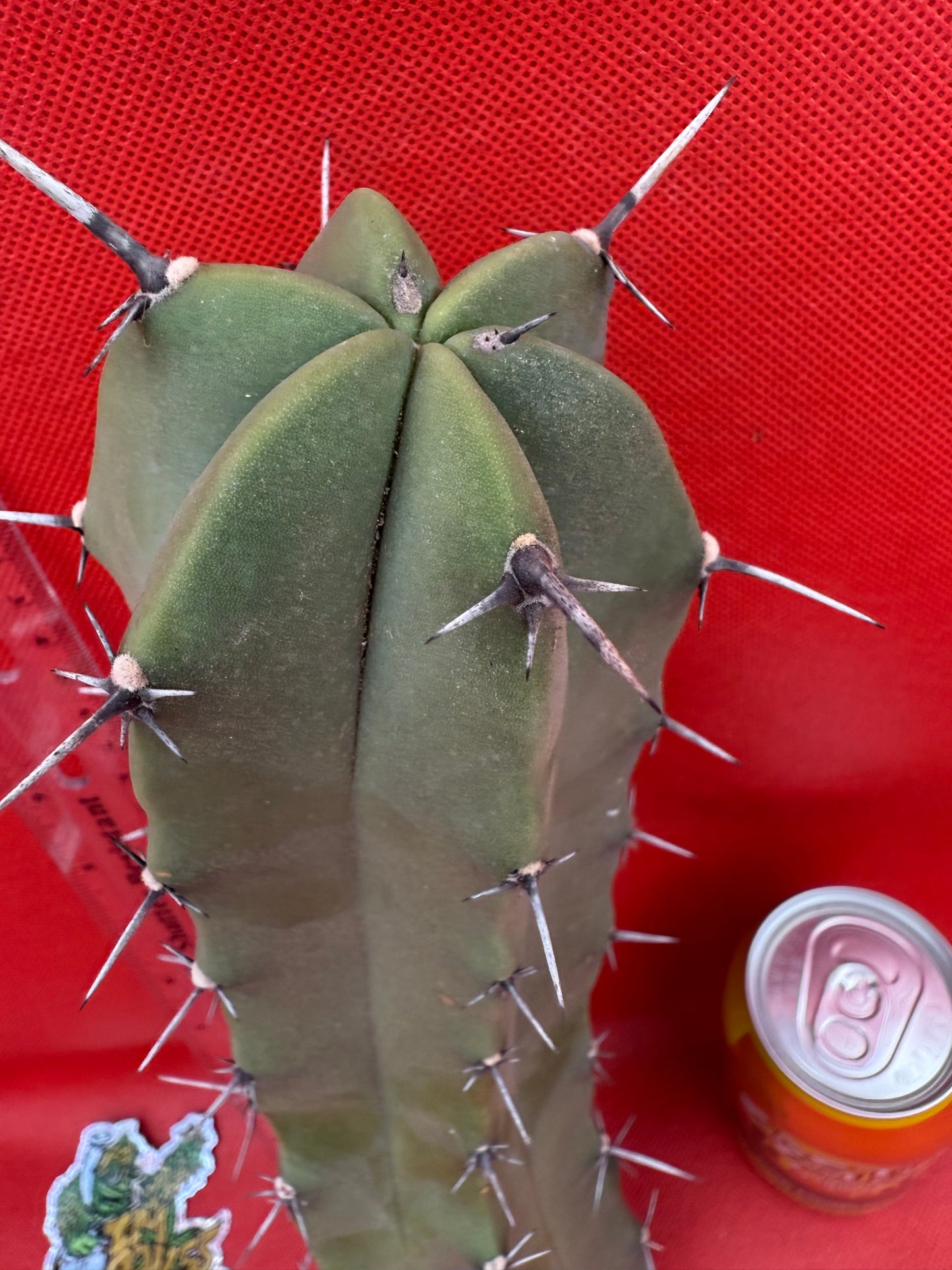 Myrtillocactus geometrizans