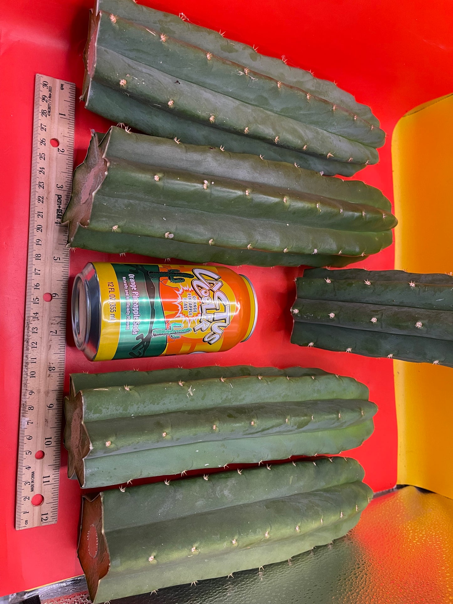 SAN PEDRO CACTUS CUTTING !