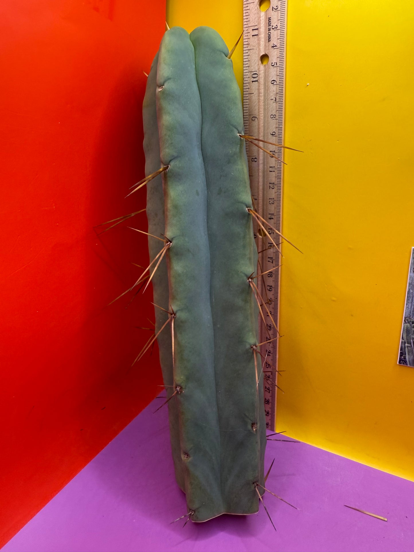 “LMA” bridgesii