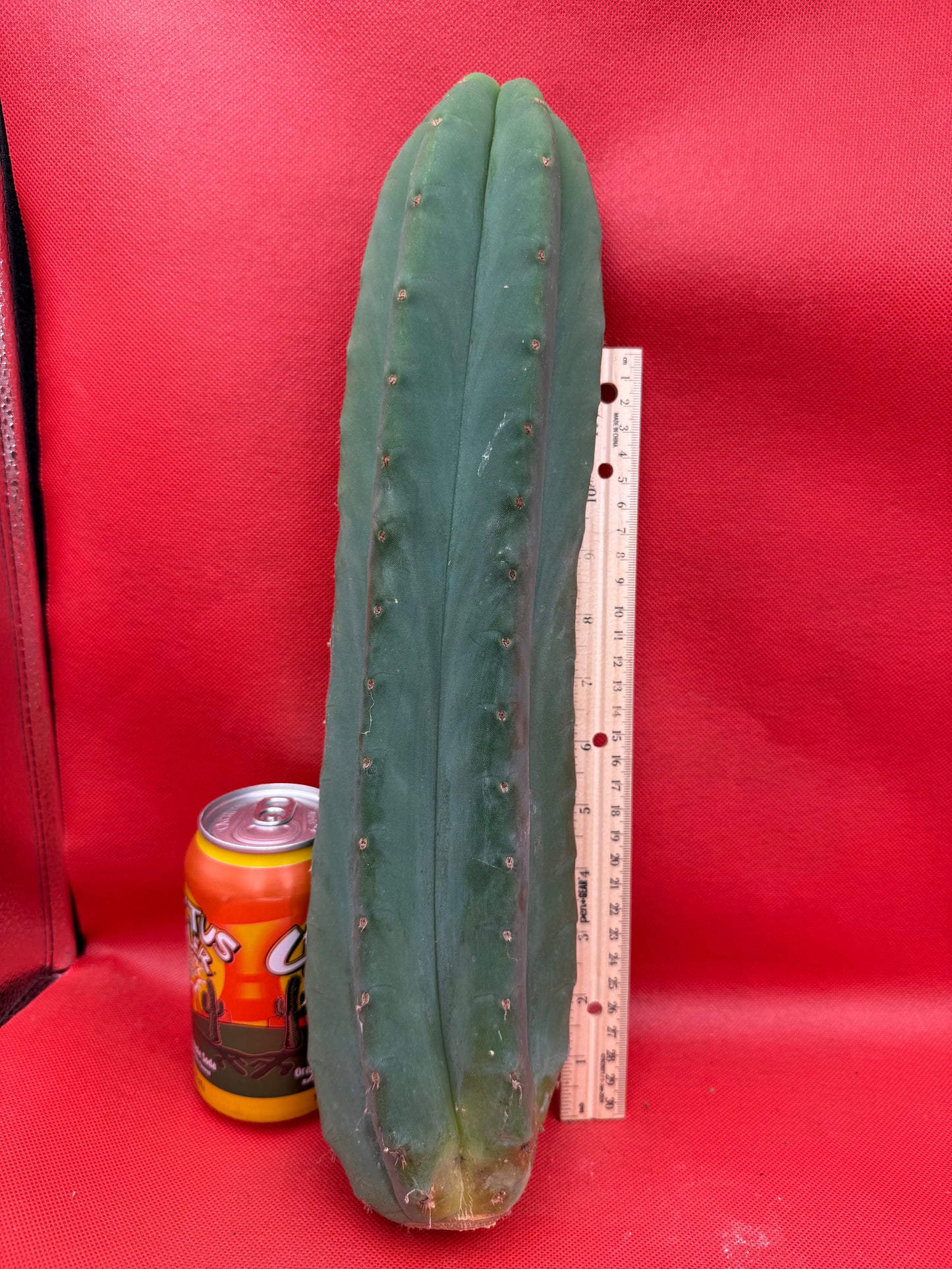 FAT and Tall Cahuilla Tip!!!