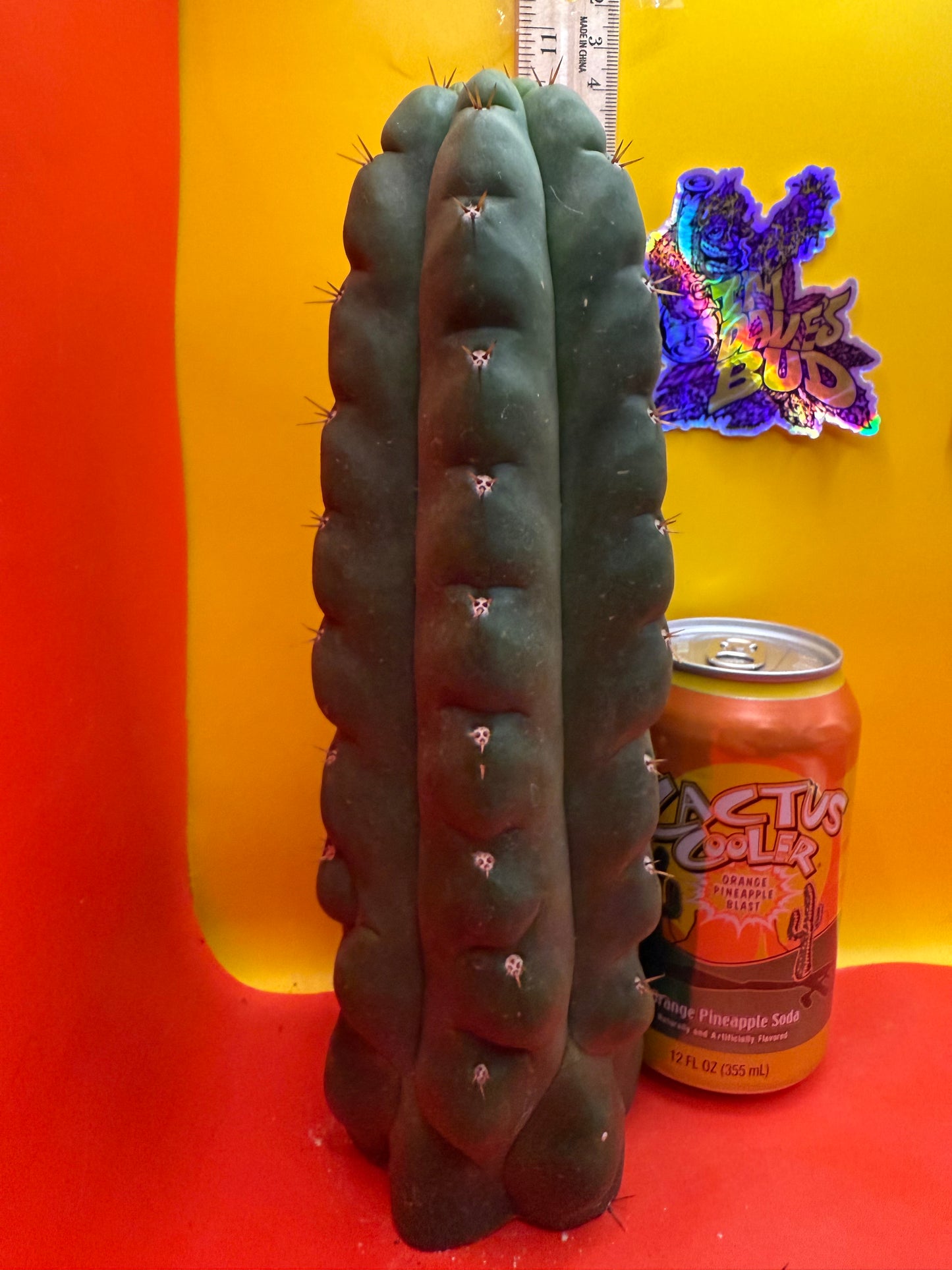 TPM ! Exact cactus