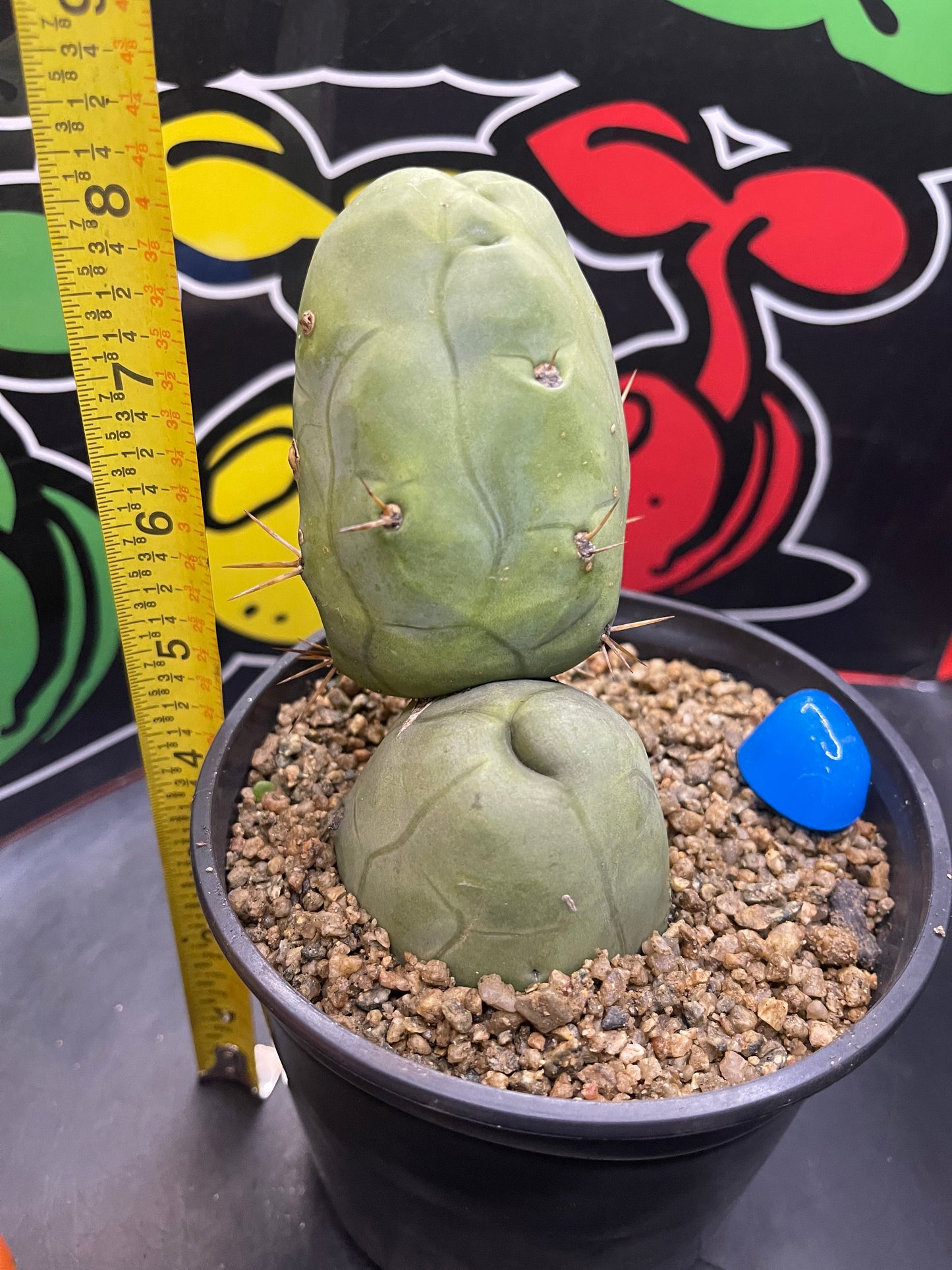 TBM - San Pedro cactus🌵
