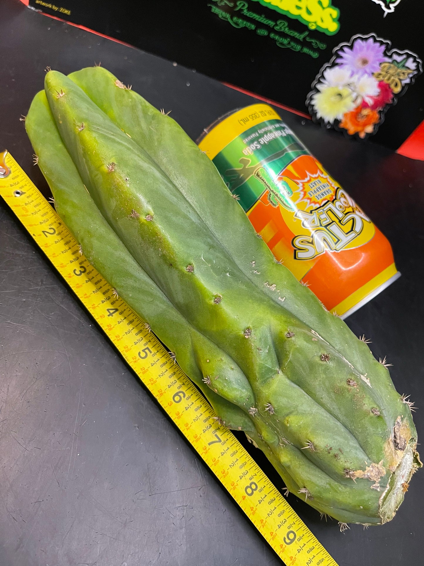 SAN PEDRO CACTUS ๐ต