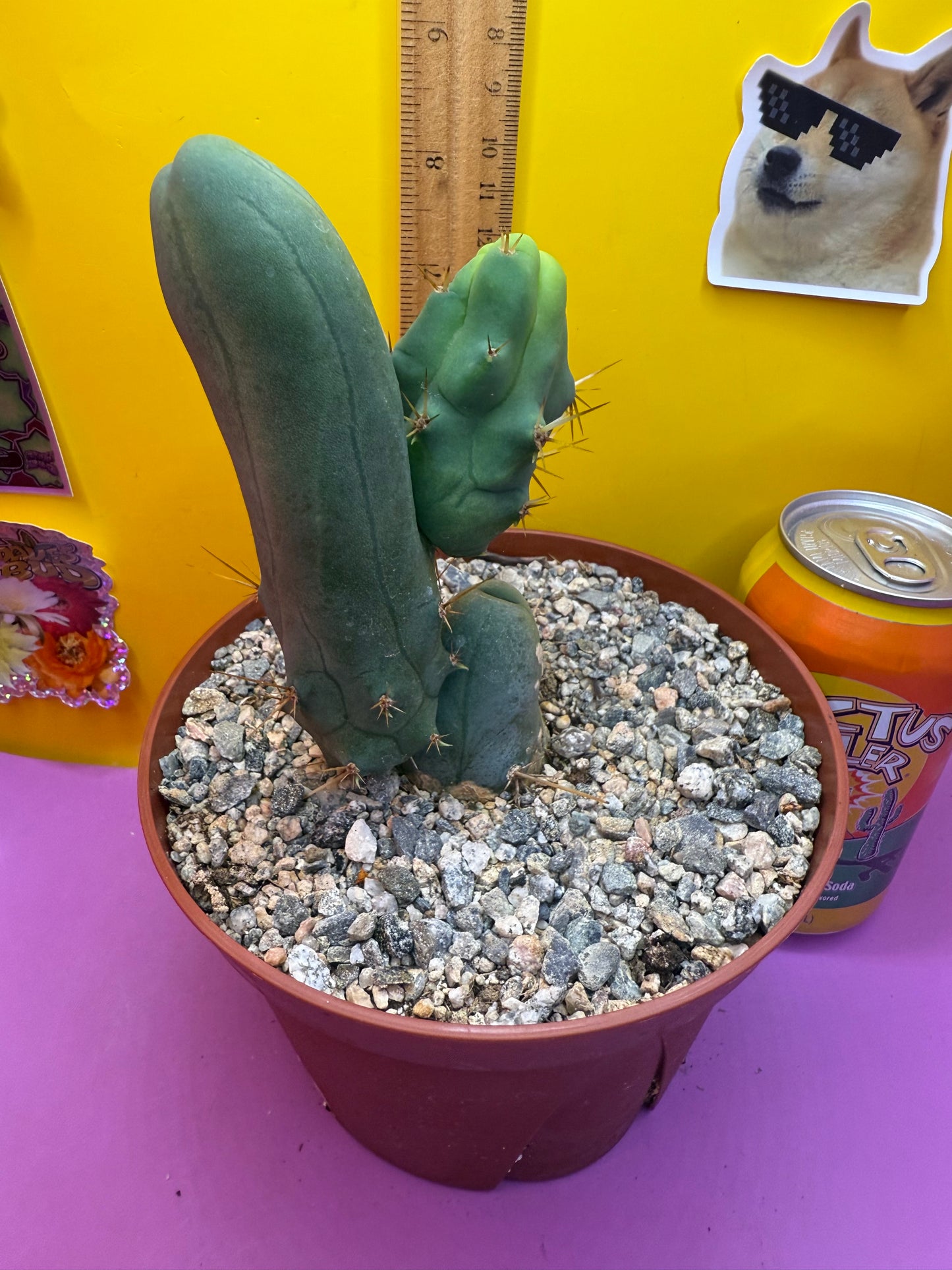 TBM CACTUS smooth and clean !  shipped in pot  - this exact one pictured