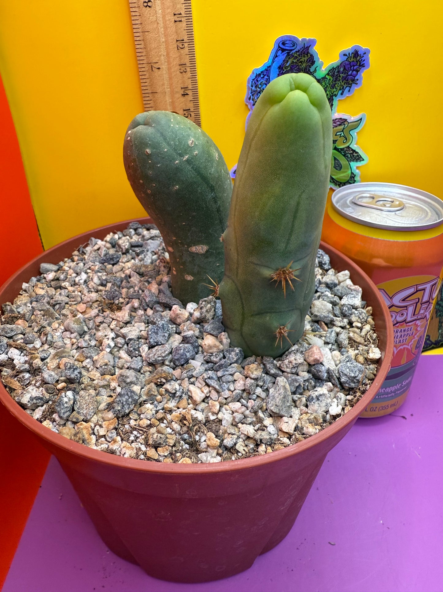 San Pedro Cactus TBM - comes in 6” wide pot !