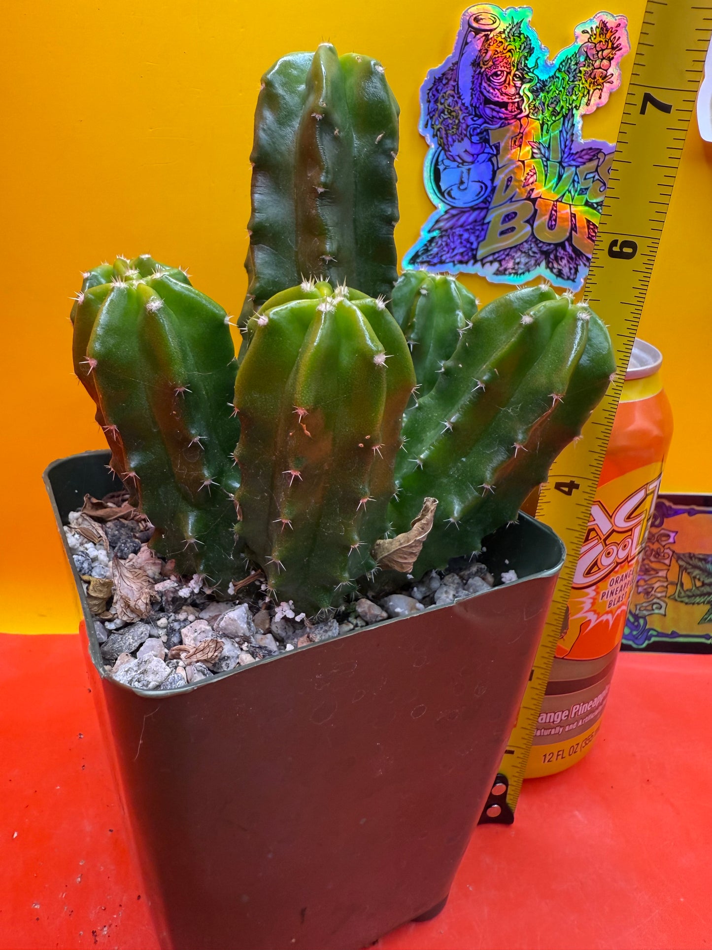 echinocereus viereckii morricalii fully rooted - ships in its pot