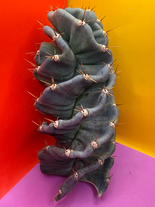 FAT 🌀🌵Spiral Cactus !Over 4” thick - Foot long
