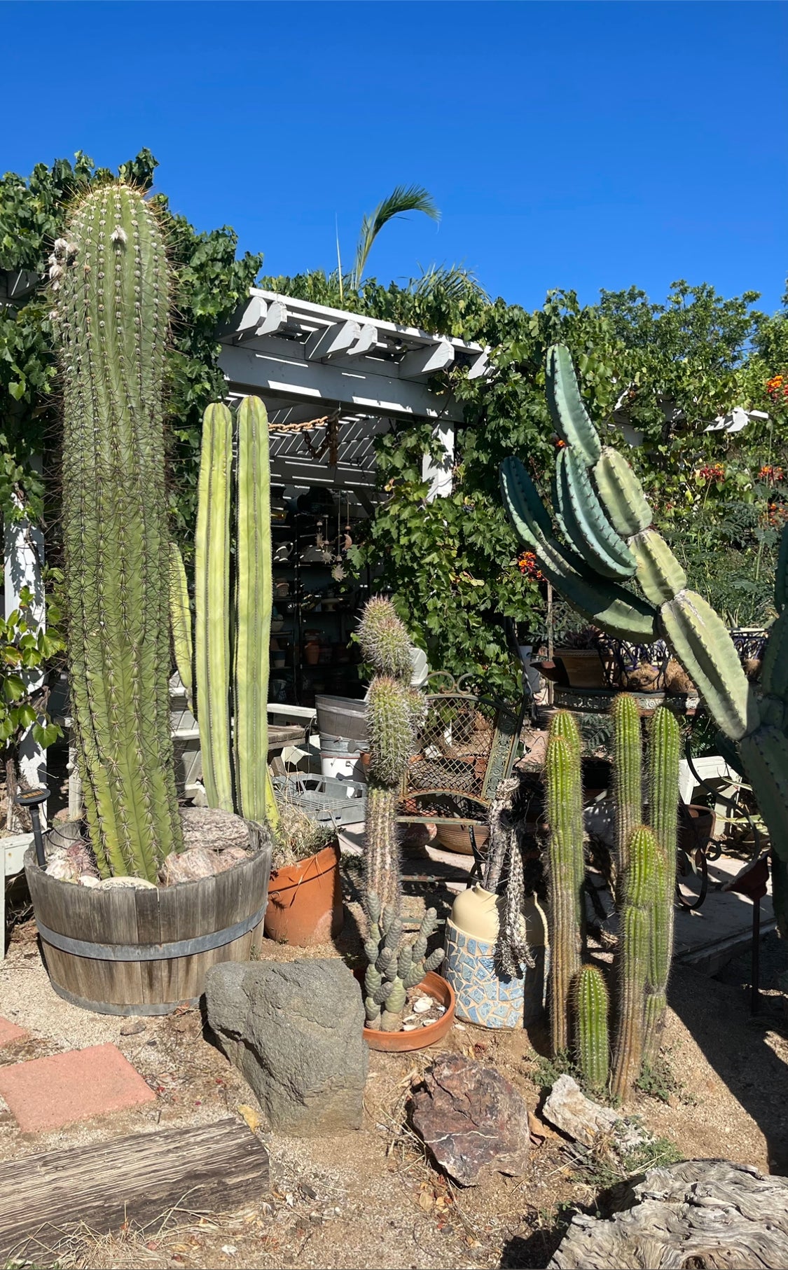 Trichocereus Terscheckii !With 5 branching pups !! Comes in a 6” wide pot
