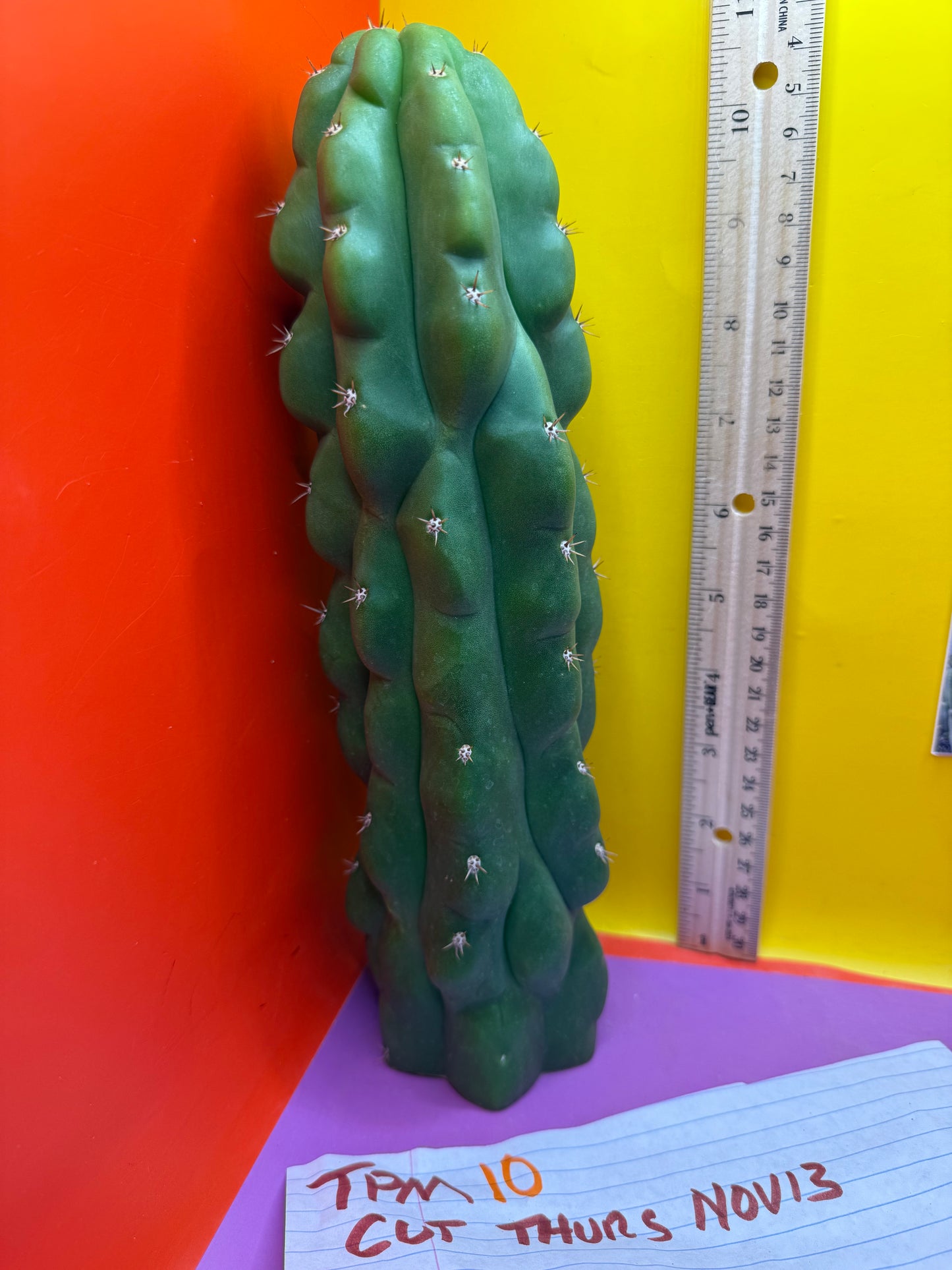 Monstrose San Pedro Cactus! This exact one