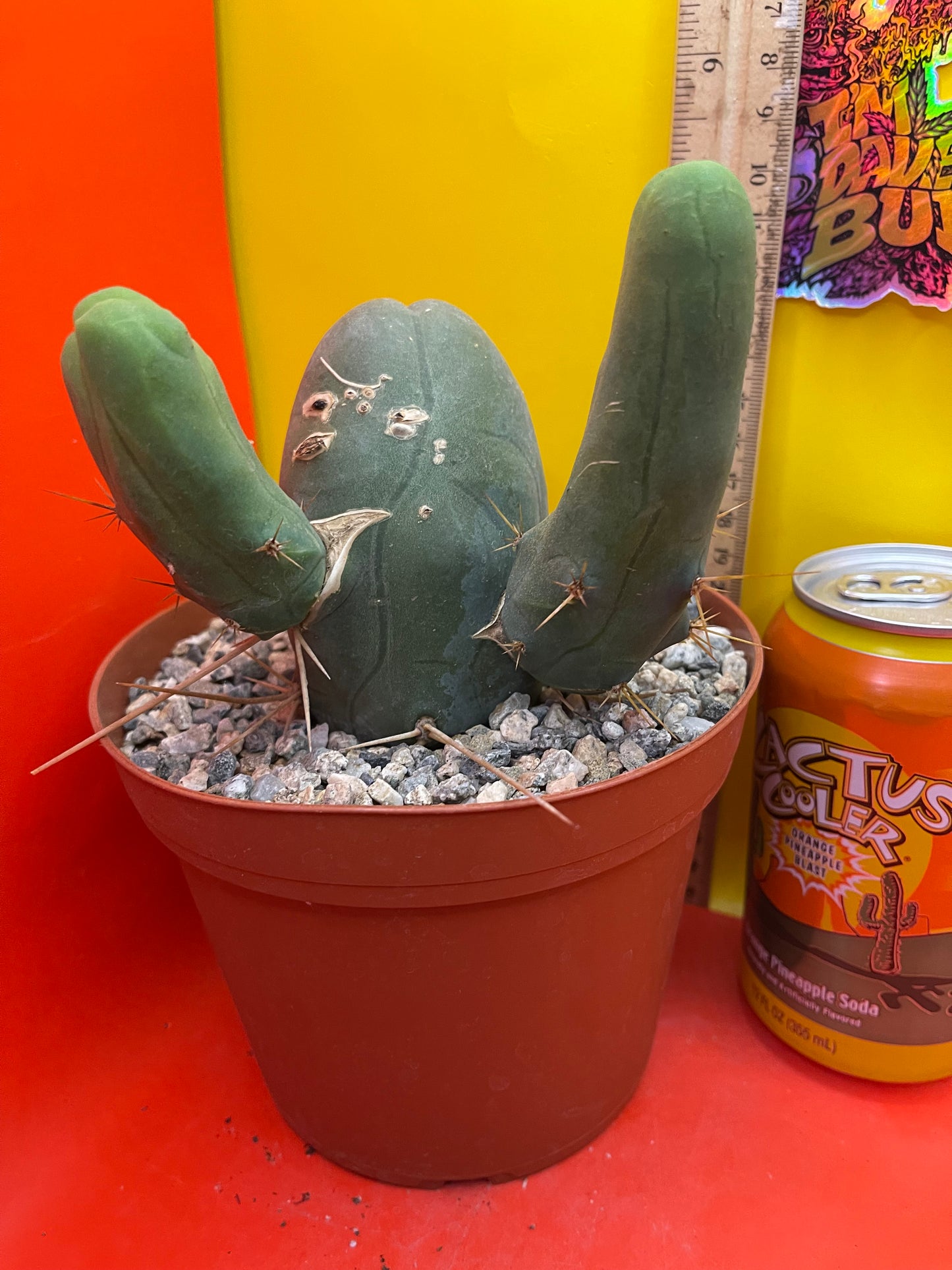 TBM !! This exact cactus in its pot