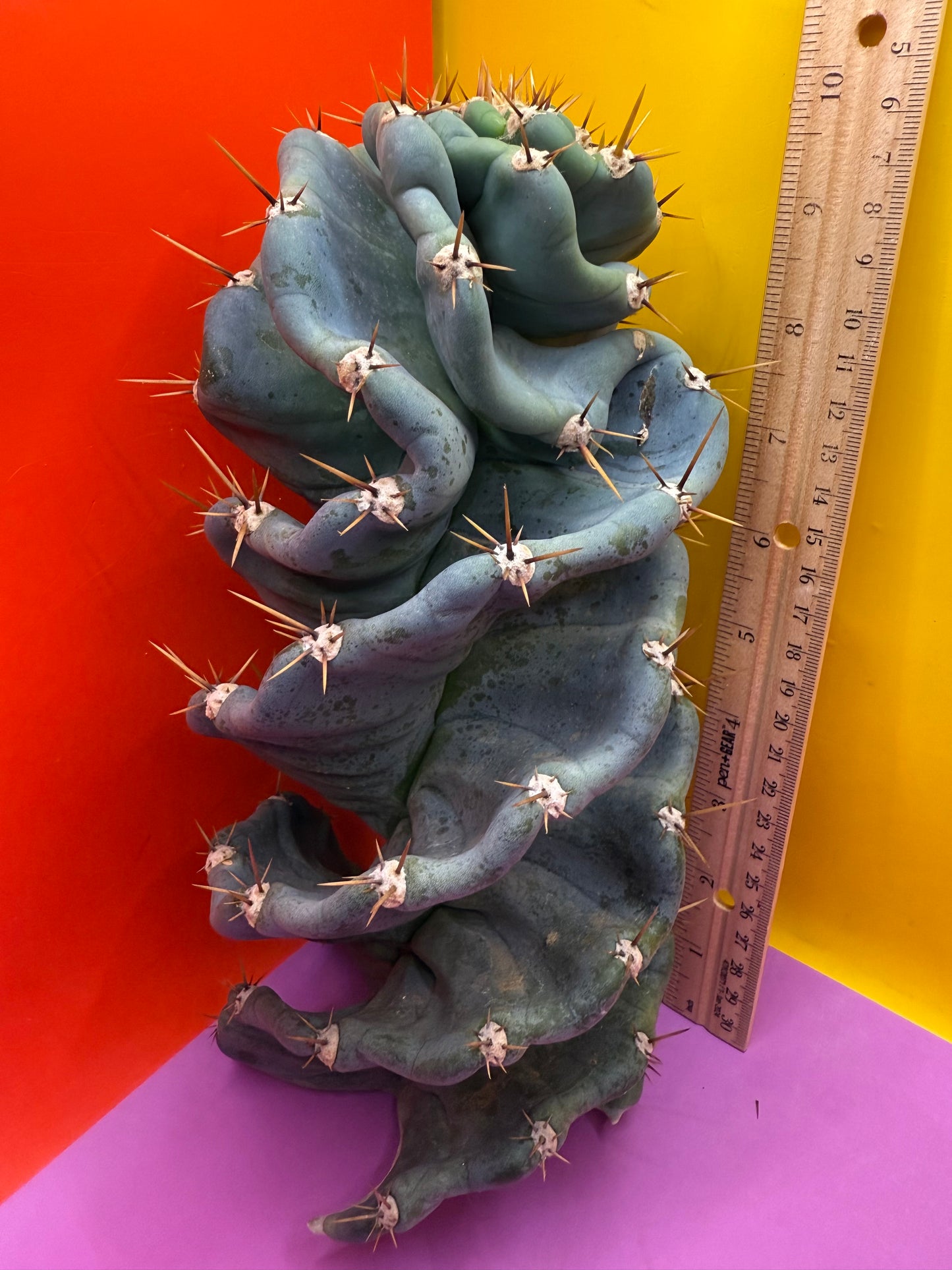 FAT 🌀🌵Spiral Cactus !Over 4” thick - Foot long