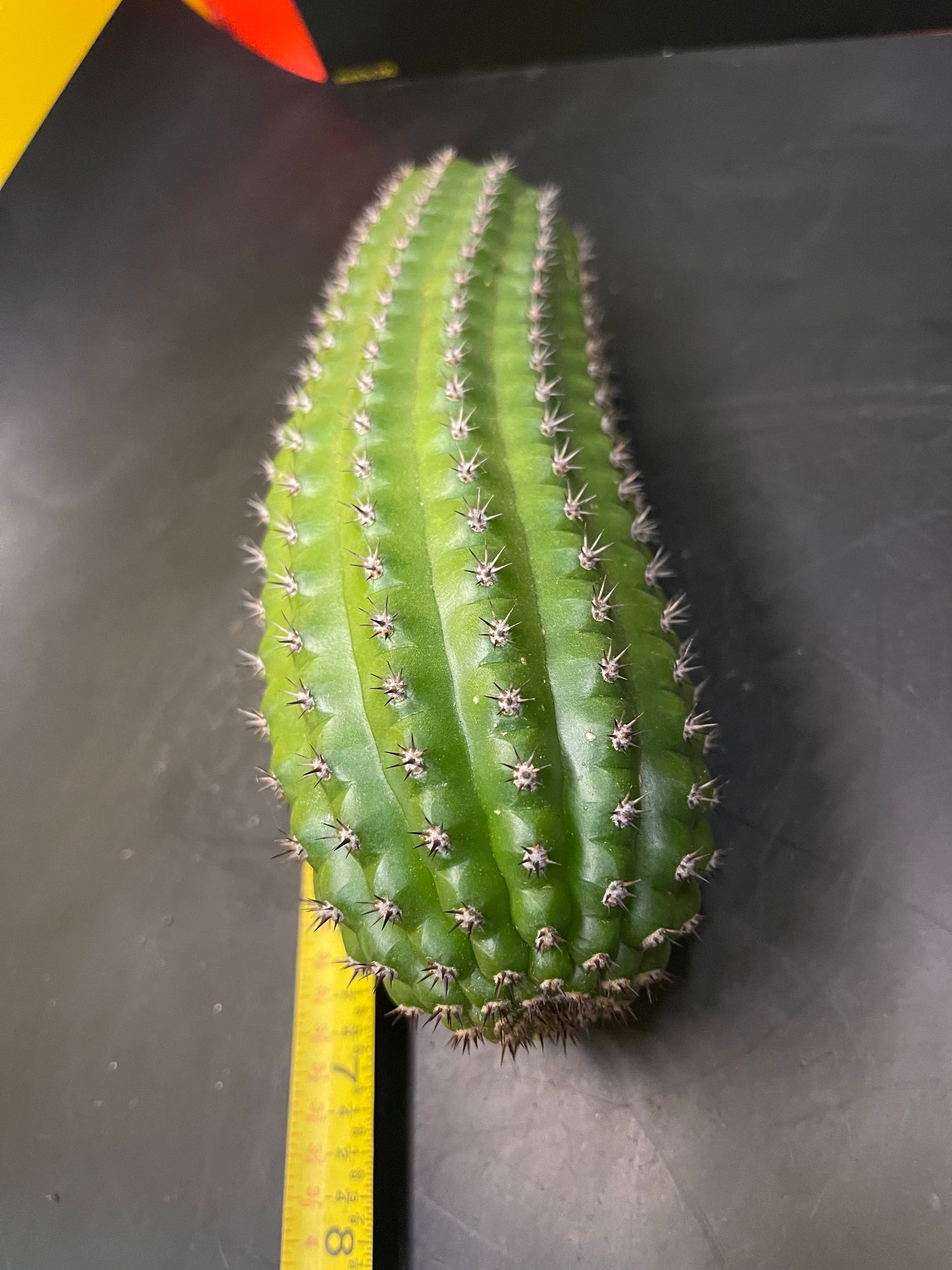 Trichocereus brevispinulosus