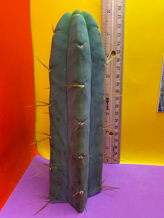 Trichocereus Bridgesii cutting of “DEL DIOS”