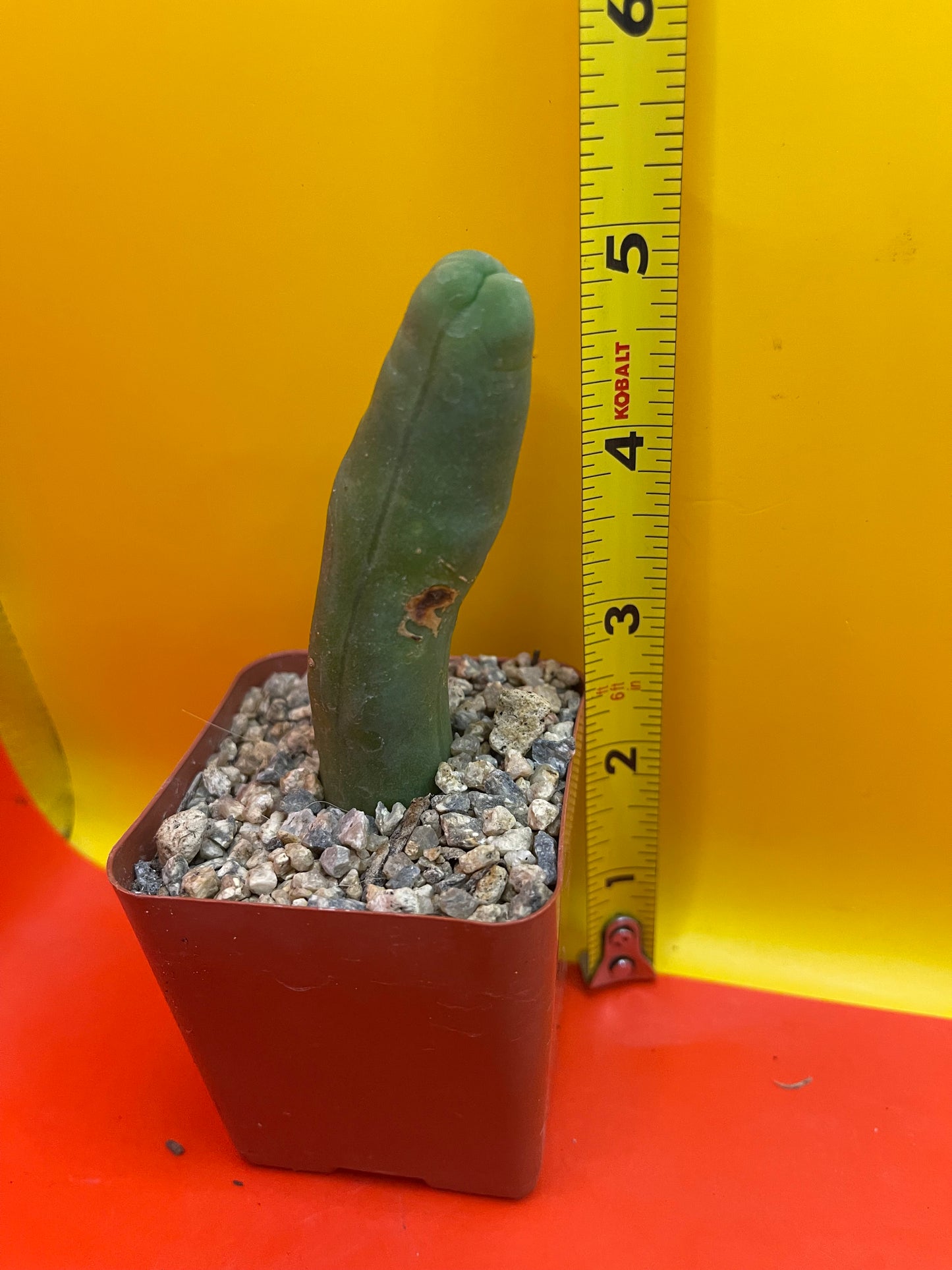 Small potted Tbm