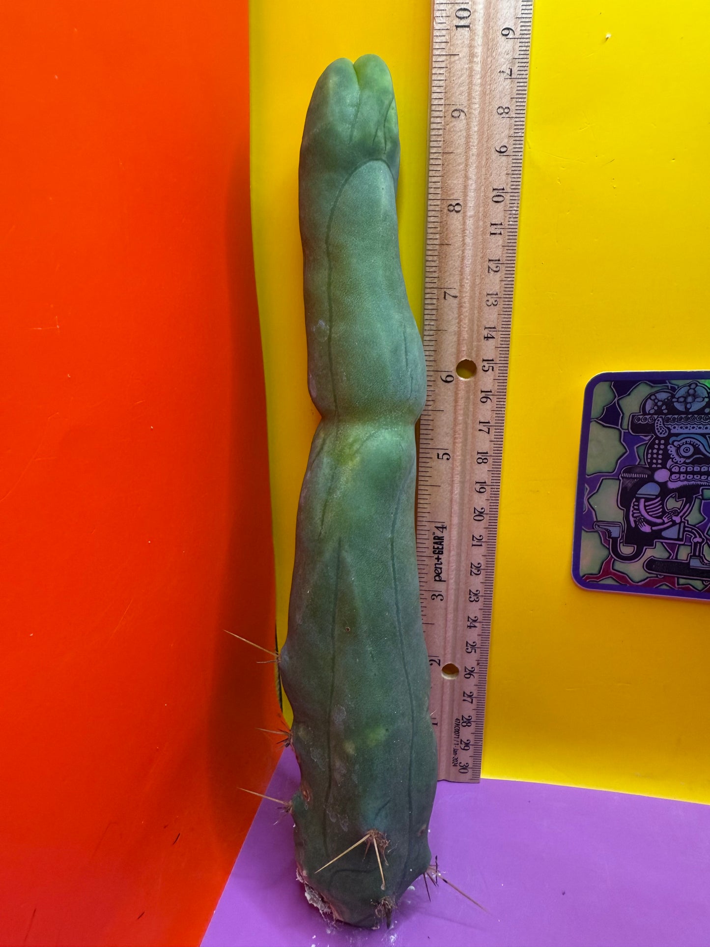 Long form TBM cactus cutting type A