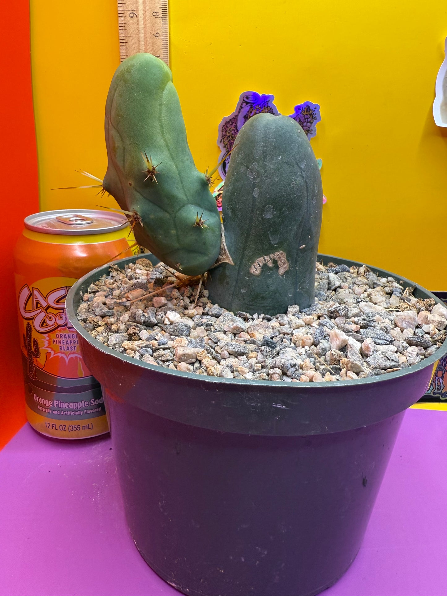 TBM-b ships in 6”wide pot - fully rooted