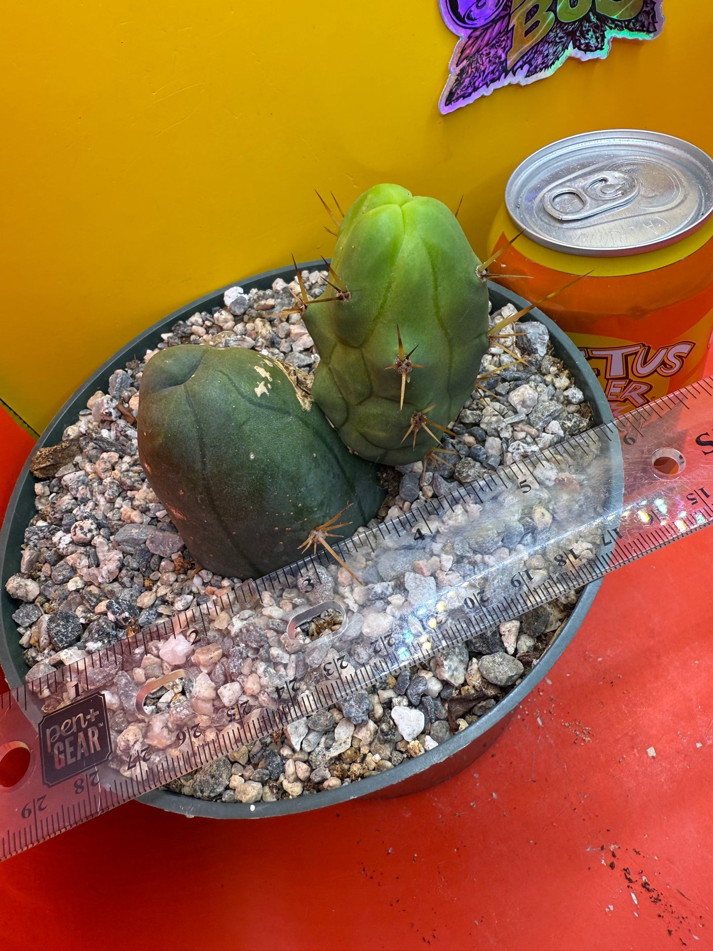 Exact TBM ! Ships in pot - Fully Rooted
