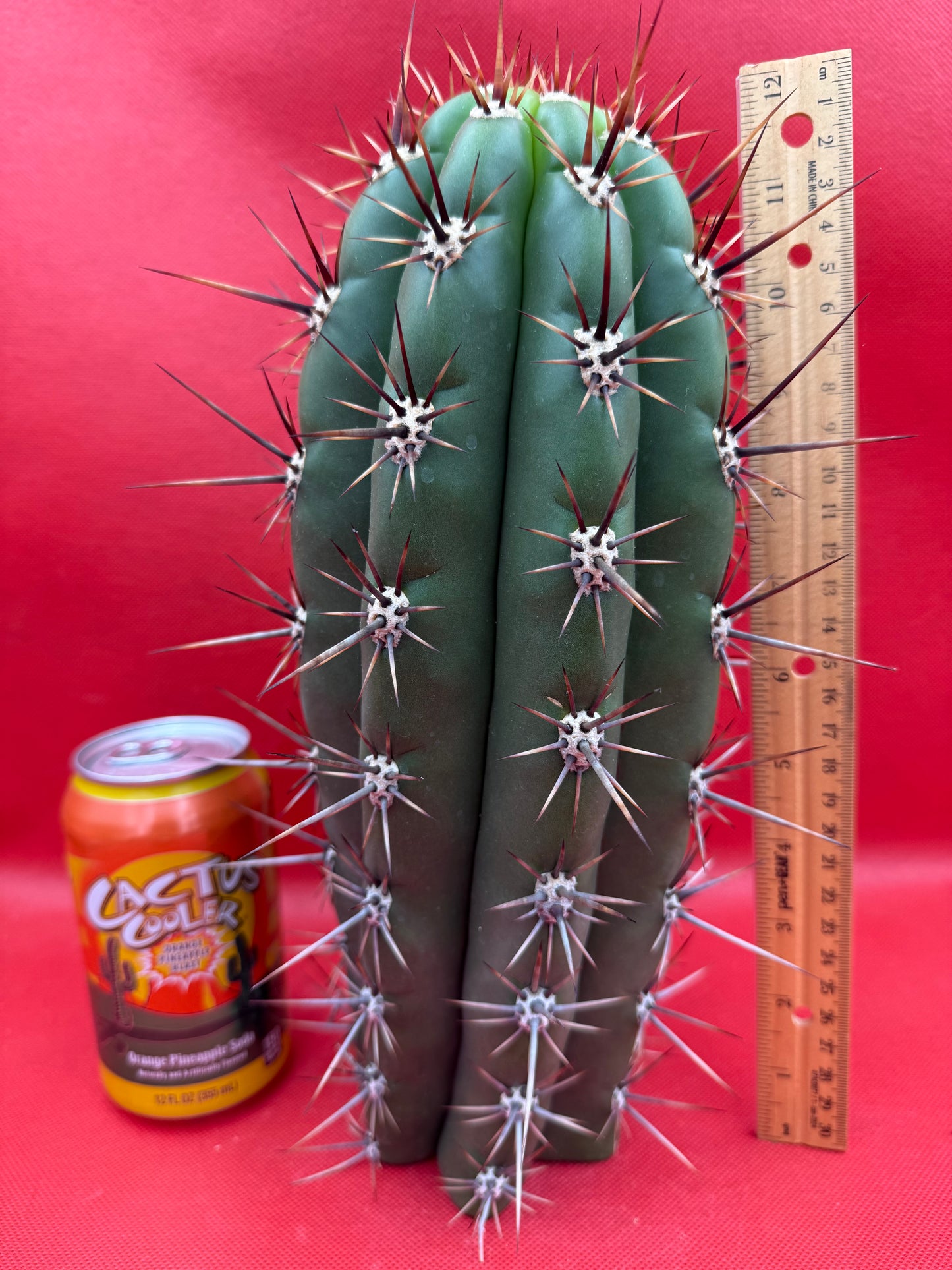 Huge San Pedro Cactus 🌶️Trichocereus Tacaquirensis !