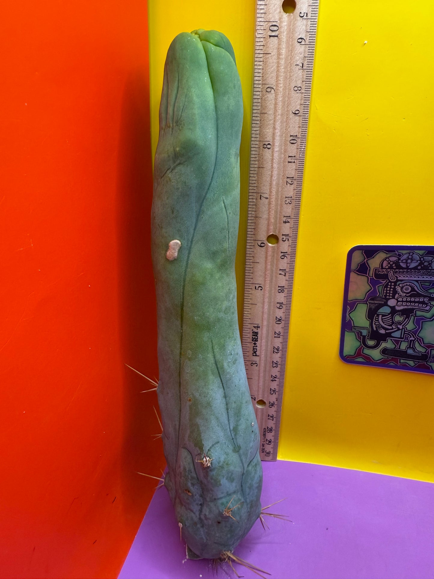 TBM-A long form monstrose cactus !