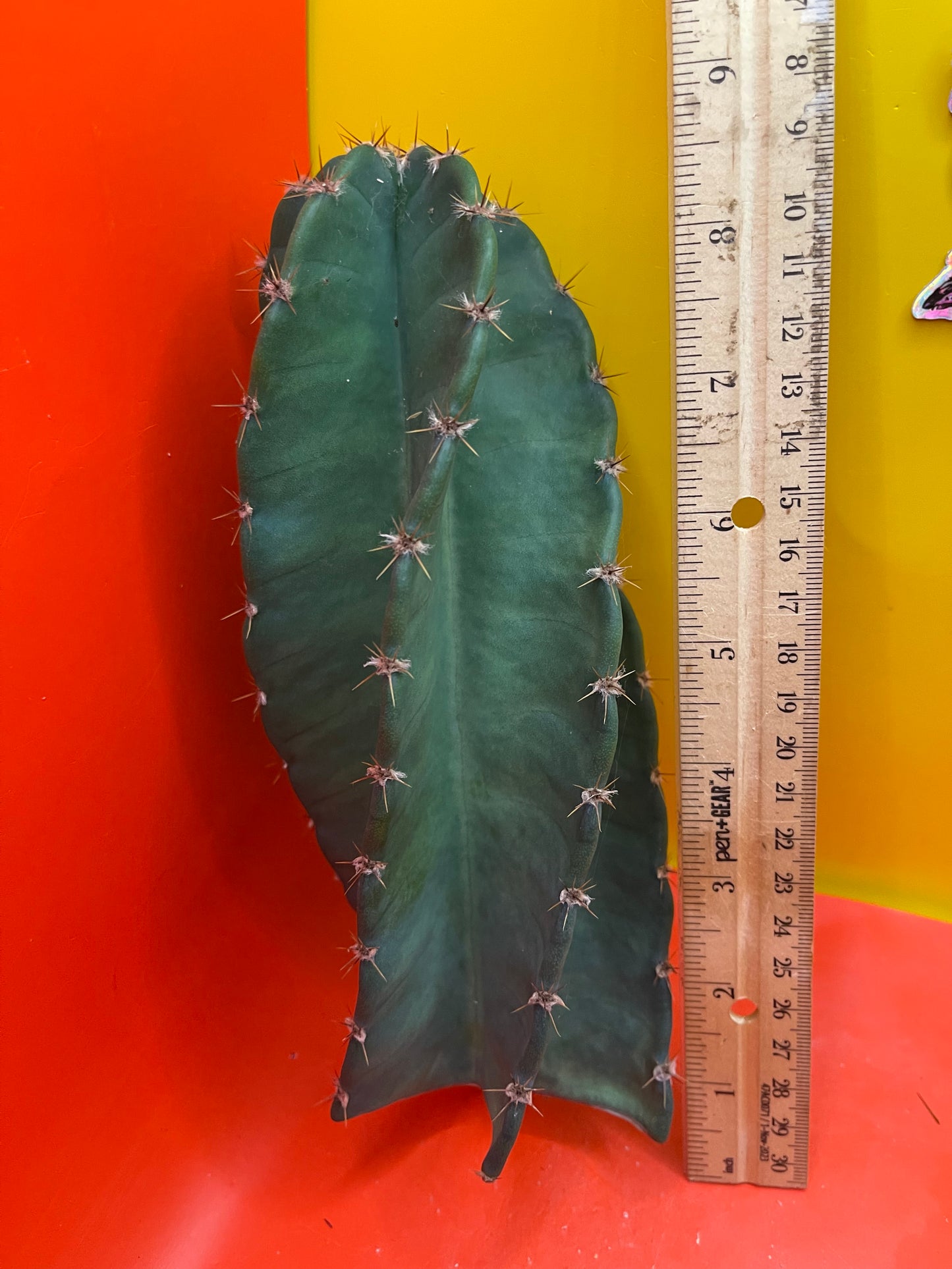 Spiral cactus