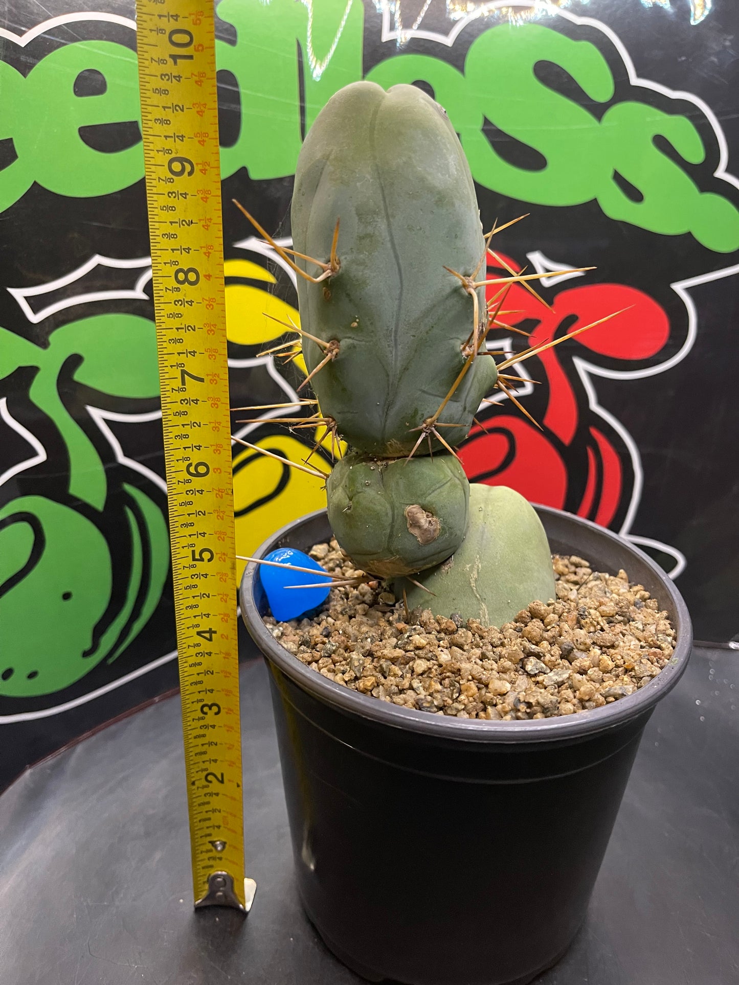 Tbm CACTUS