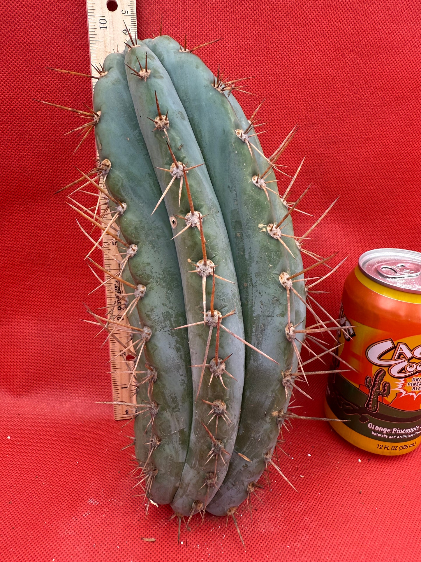 SERRA BLUE San Pedro Cactus ! 4” thick this exact cut!!