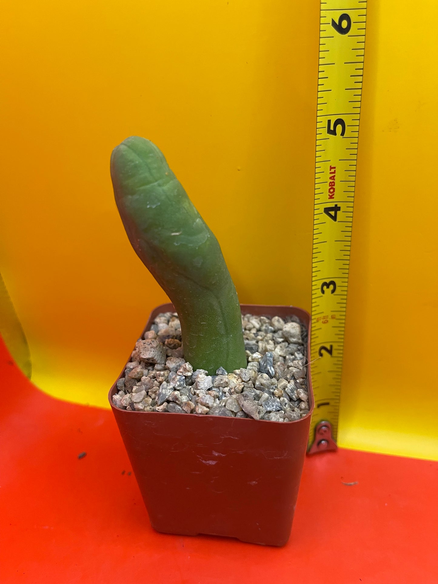 Small potted Tbm