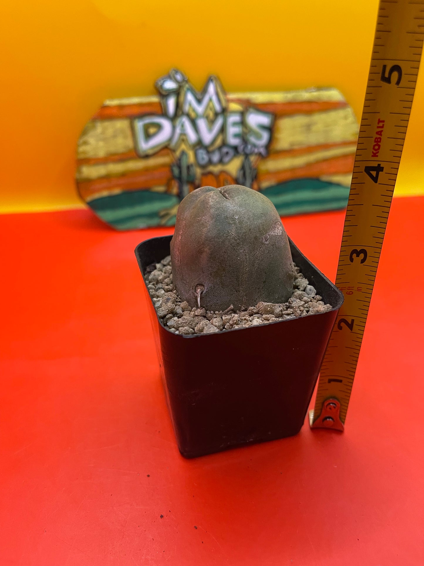 Tbm cactus !