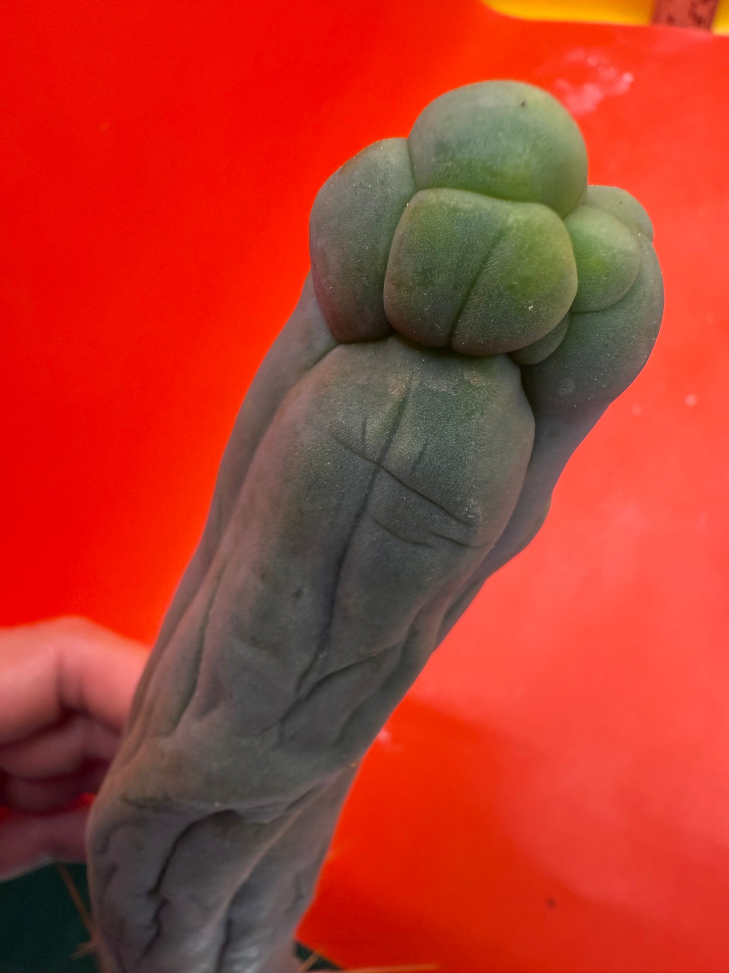TBM-A LONG FORM CACTUS