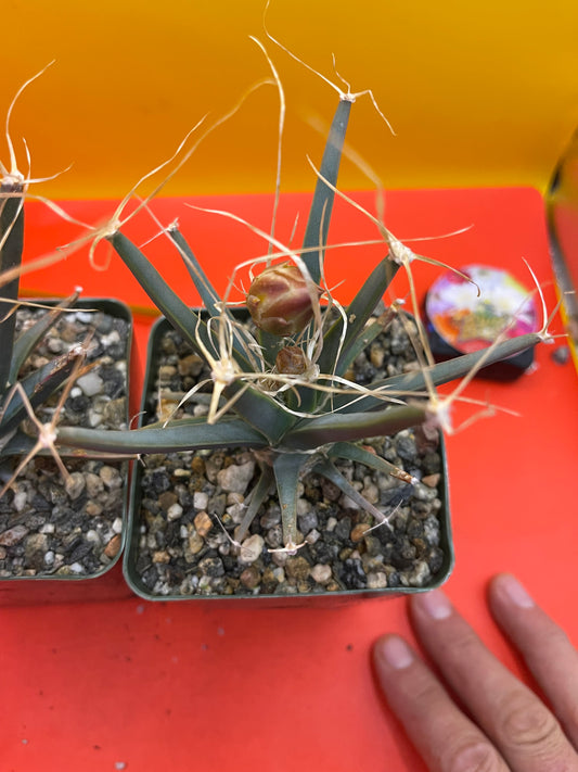 Leuchtenbergia principis with flower buds