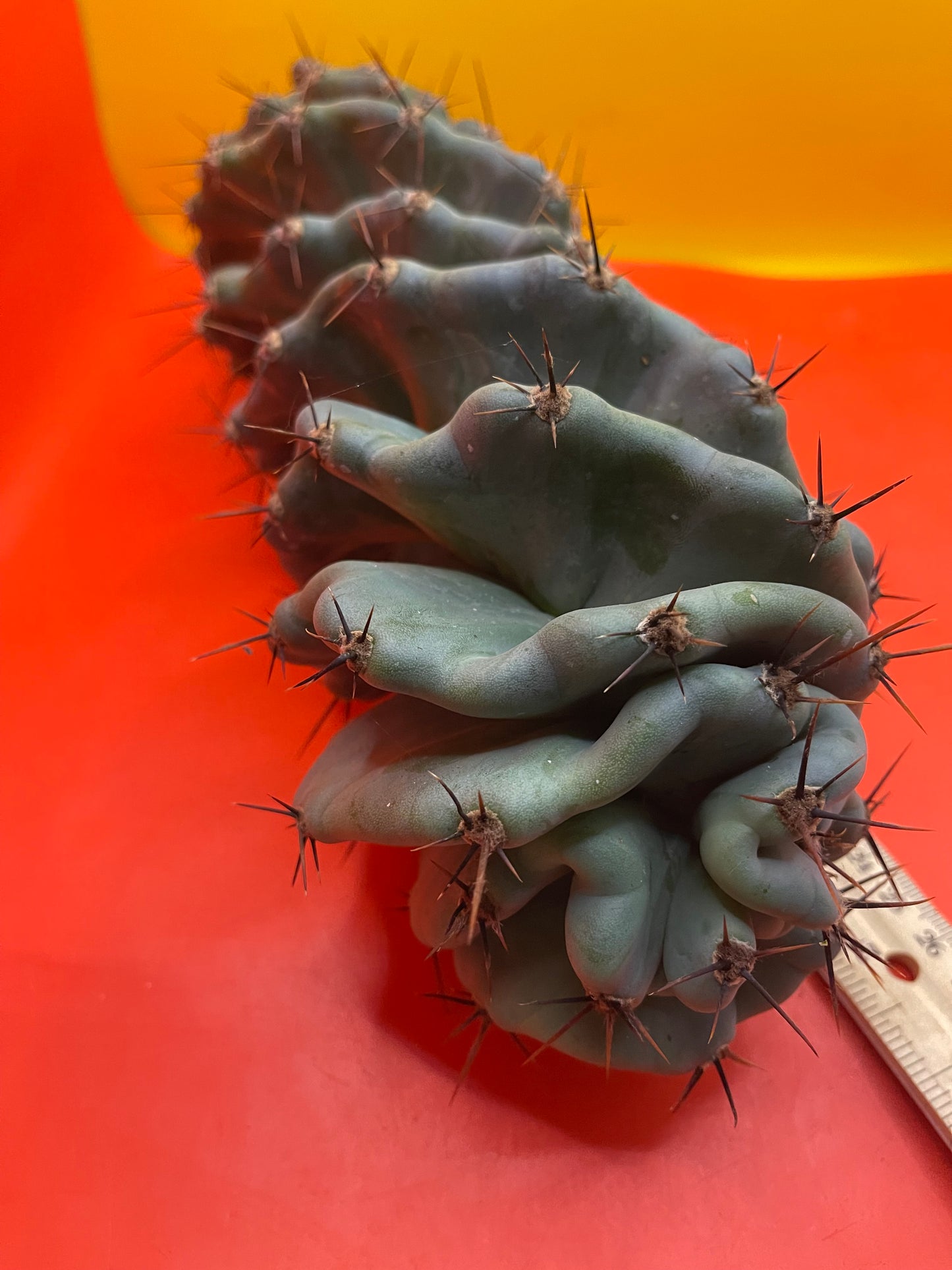 SPIRAL π CACTUS π΅!!!